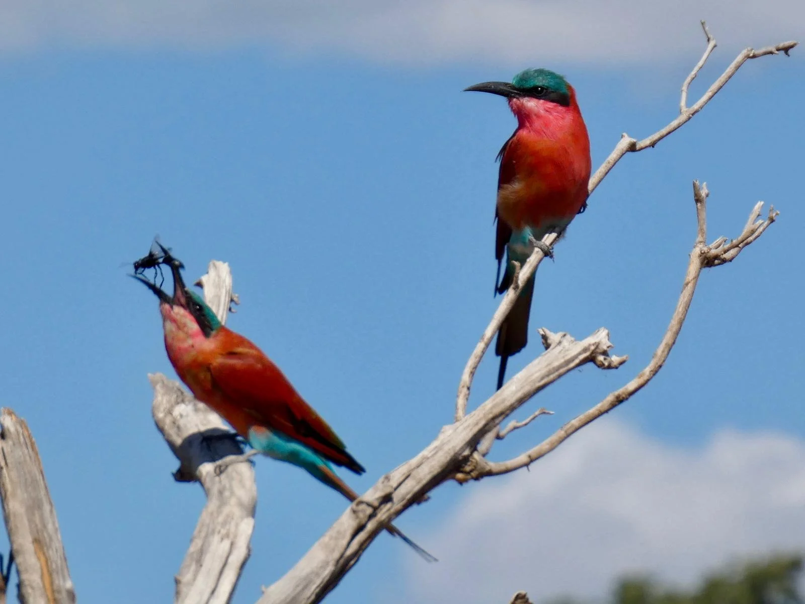 bea eater insect chobe.jpeg