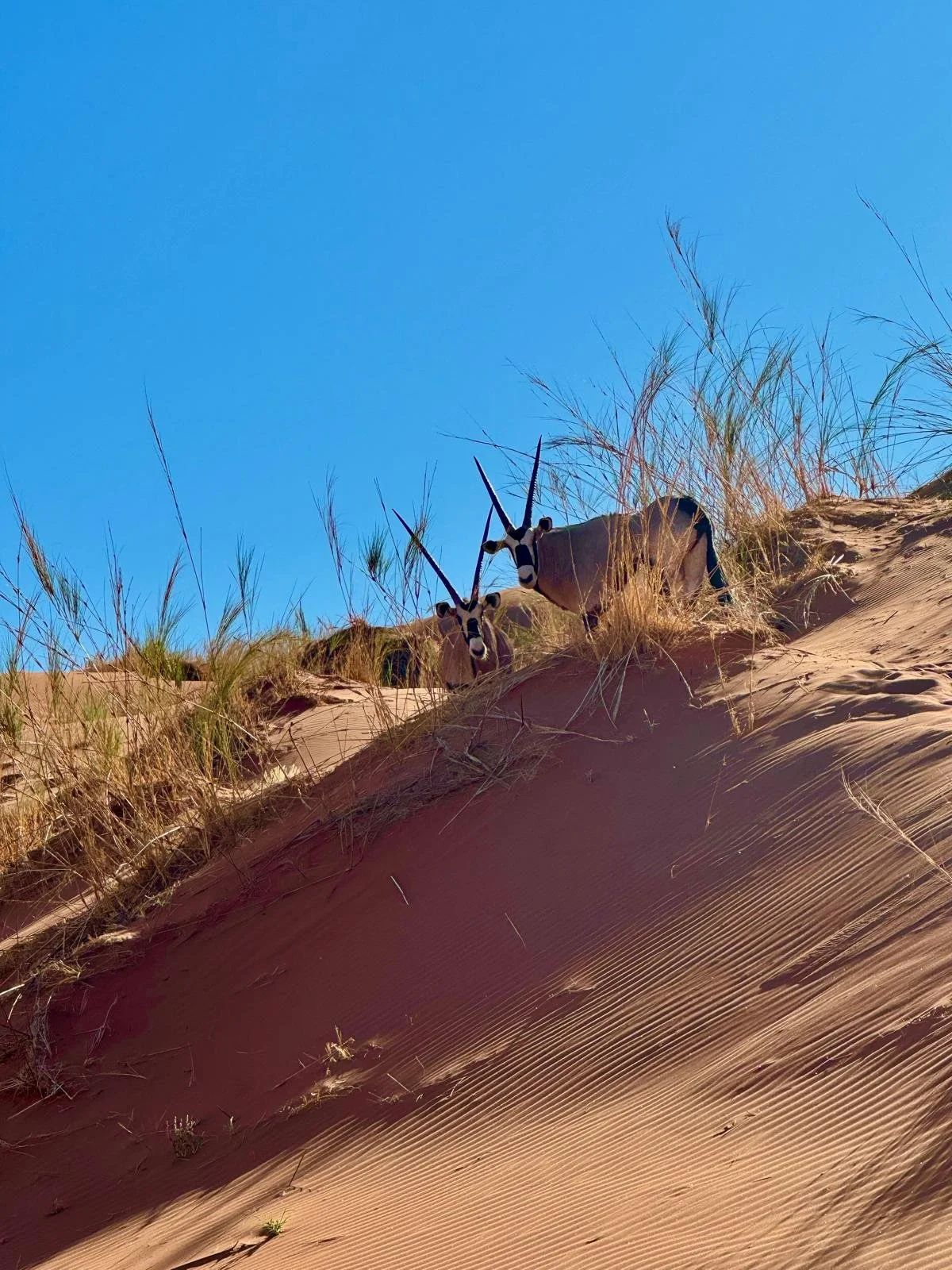 Sossusvlei oryx dunes.jpeg