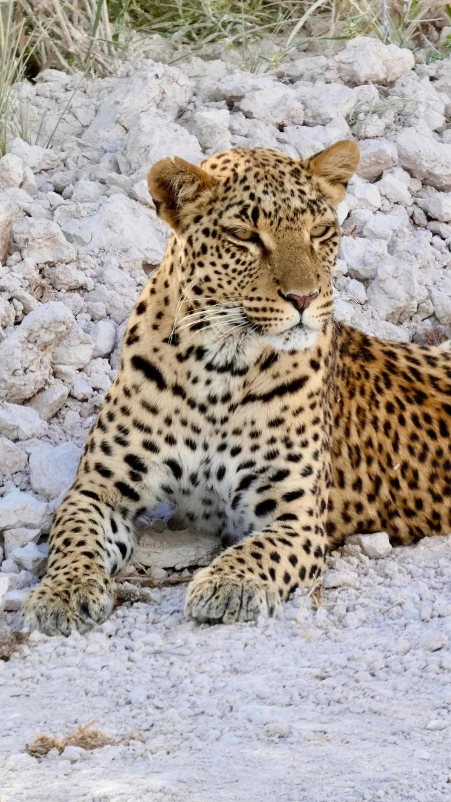 leopardess etosha 3.jpeg