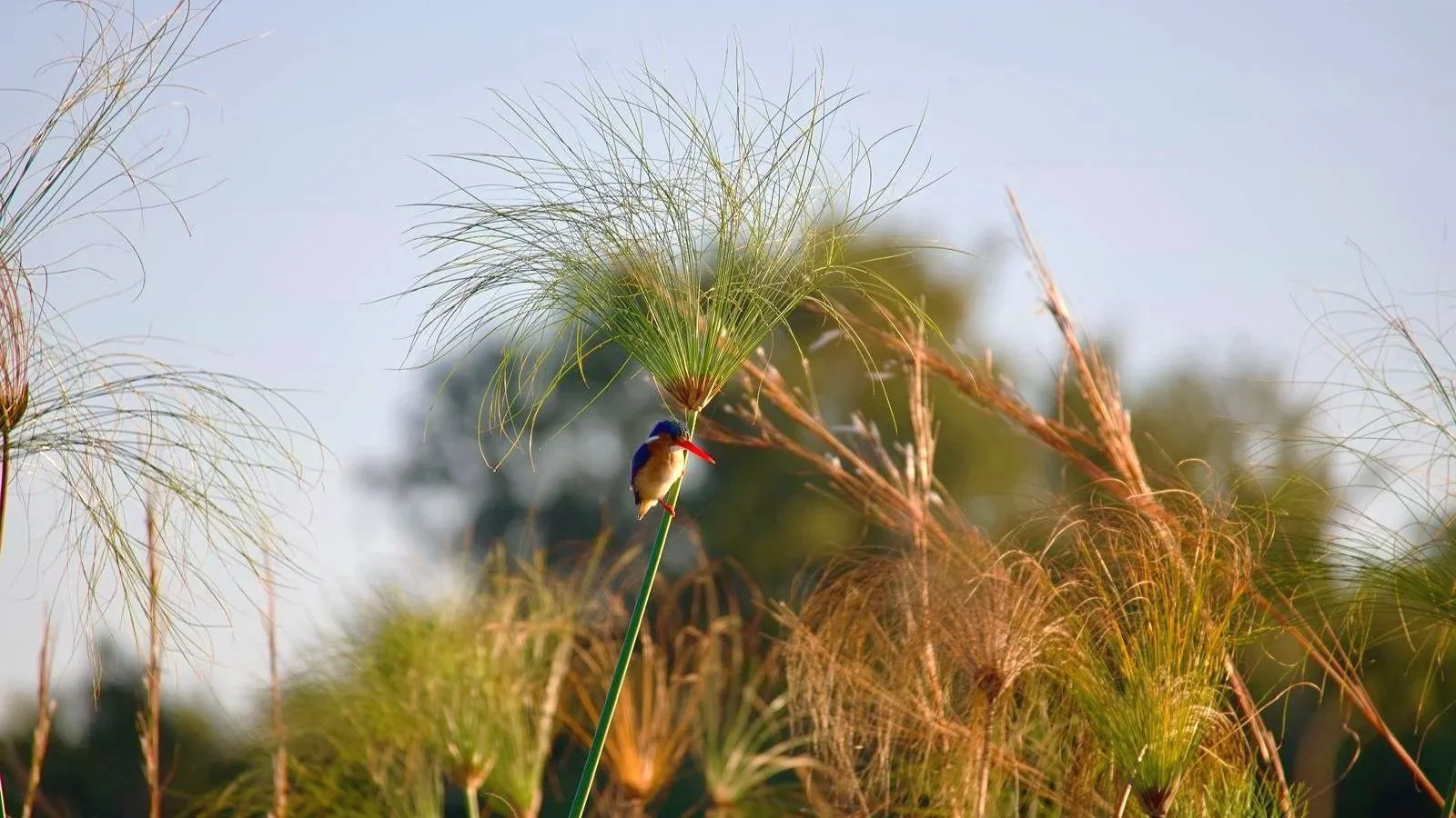Malachite kingfisher perched on a papyrus branch in the Okavango Delta