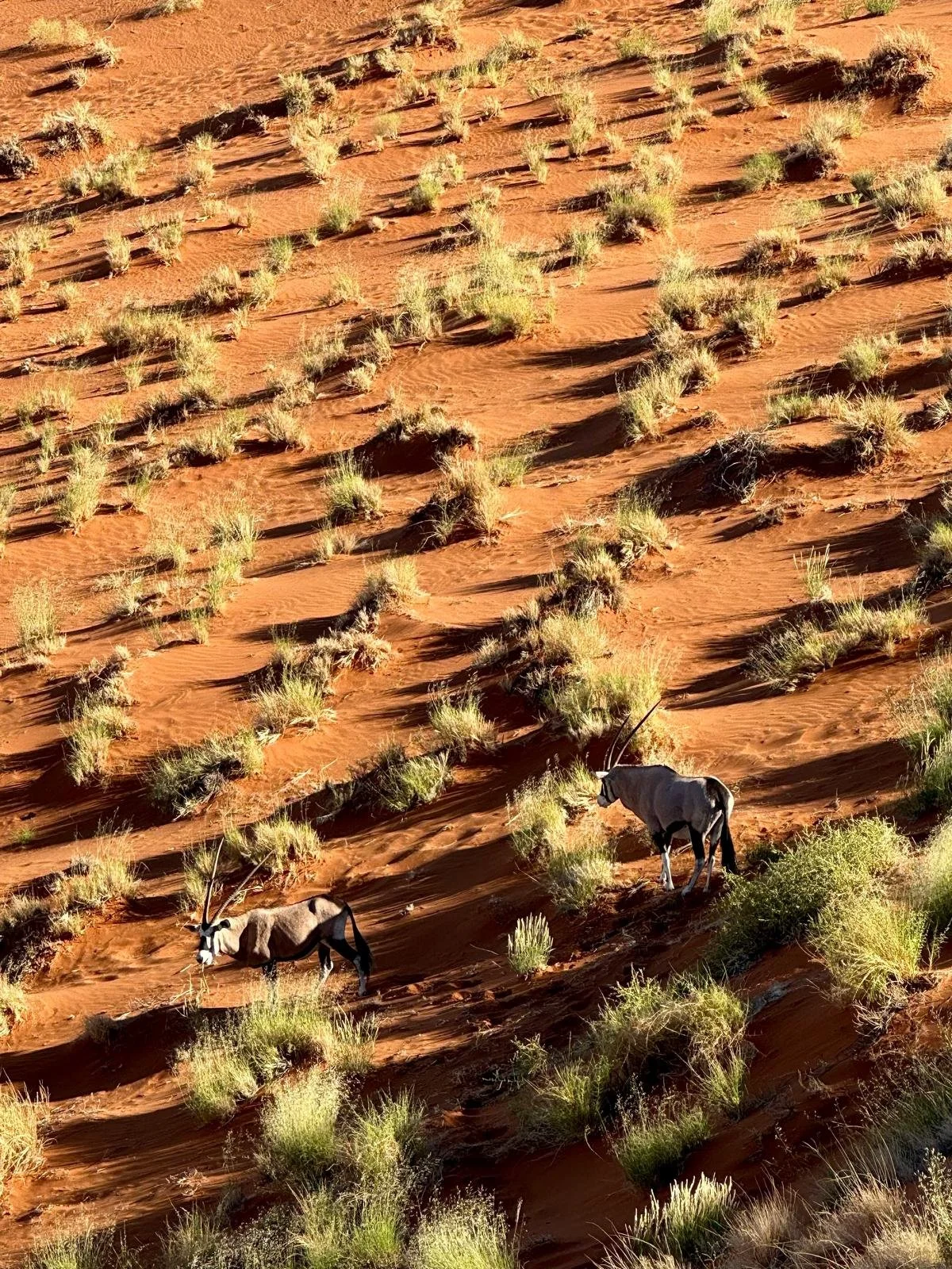 Sossusvlei oryx dunes 2.jpeg