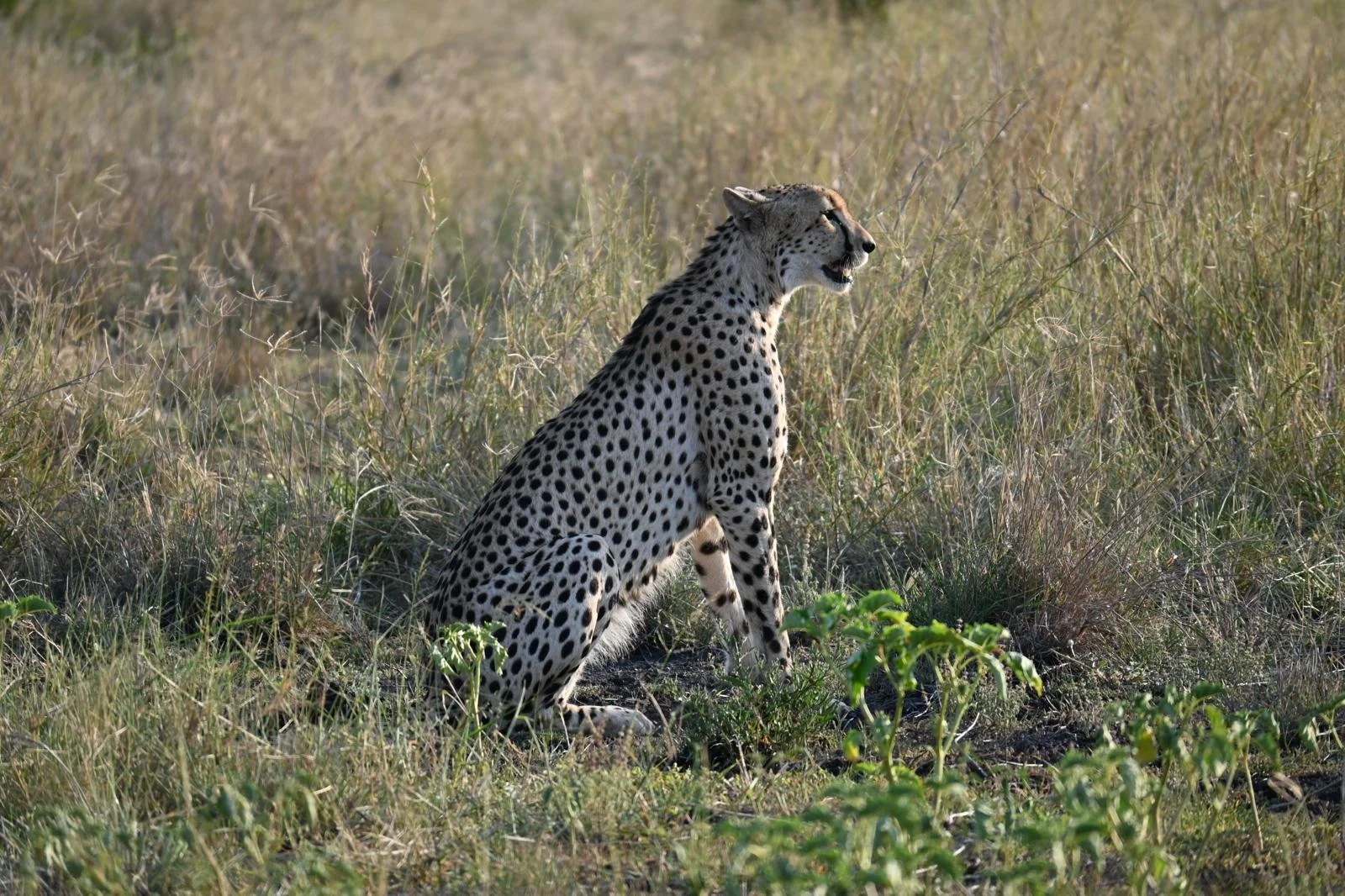 Kruger cheetah 4.jpeg