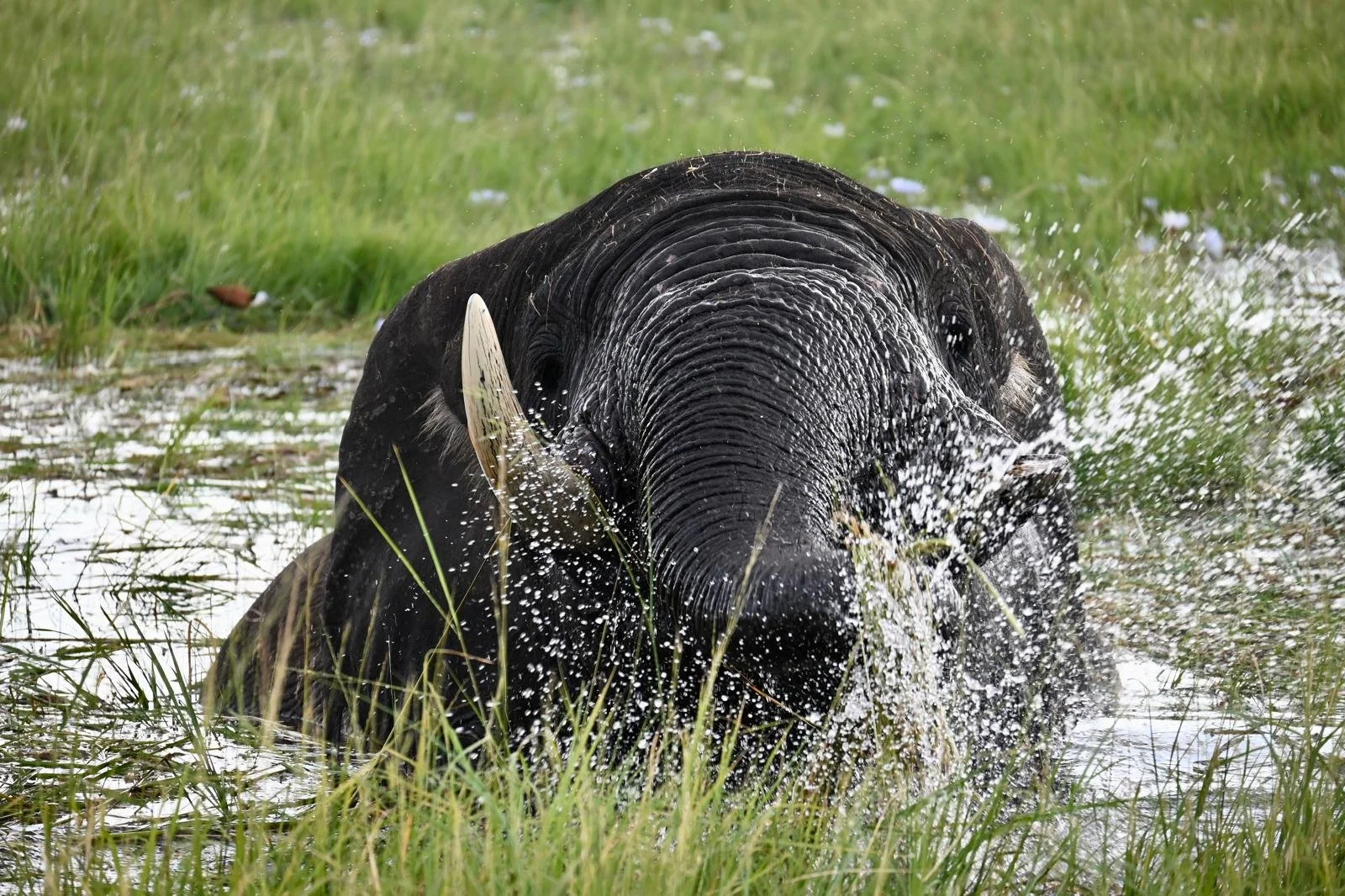 chobe river elephant 4.jpeg