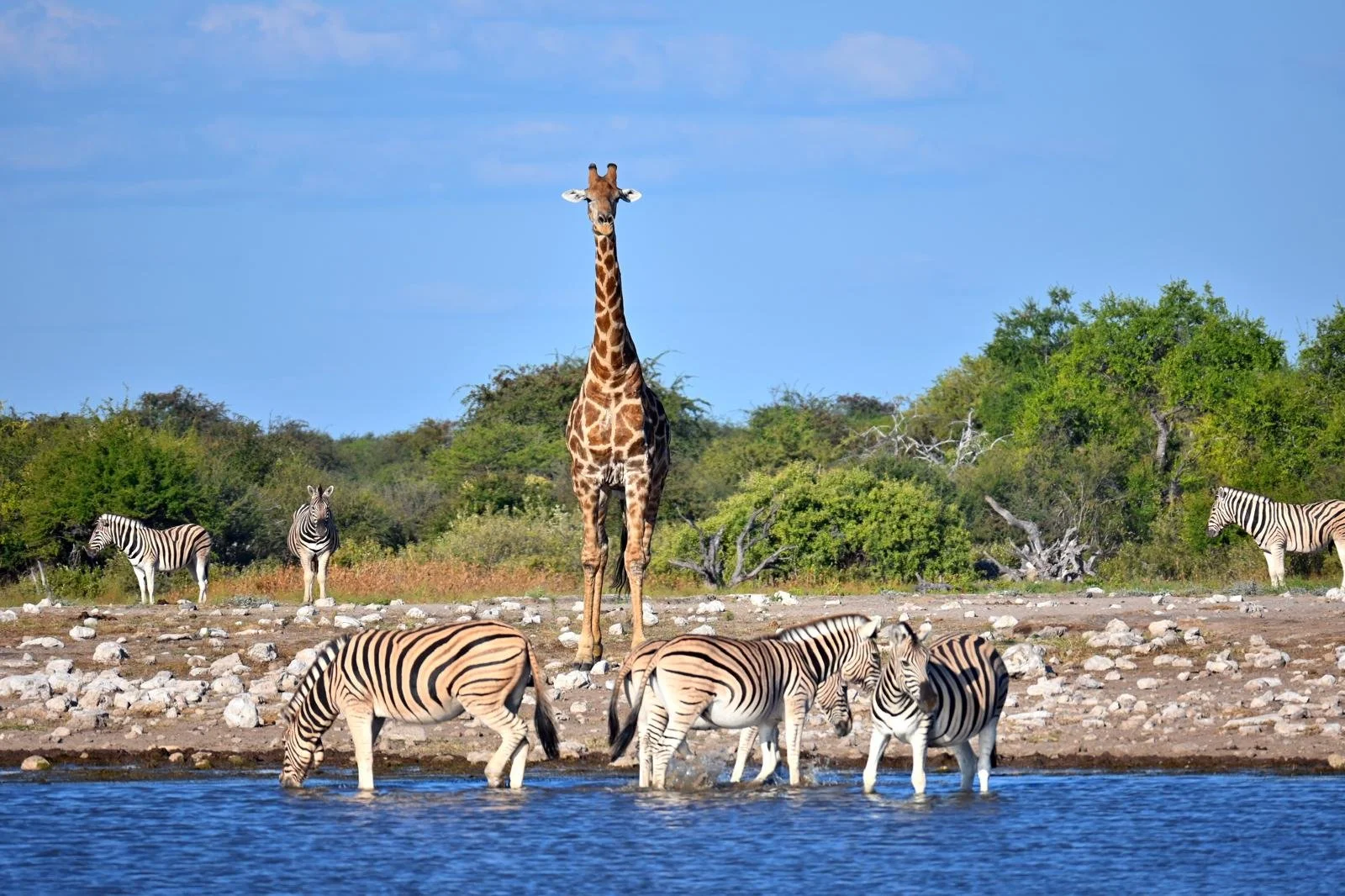 etosha waterhole 2.jpeg