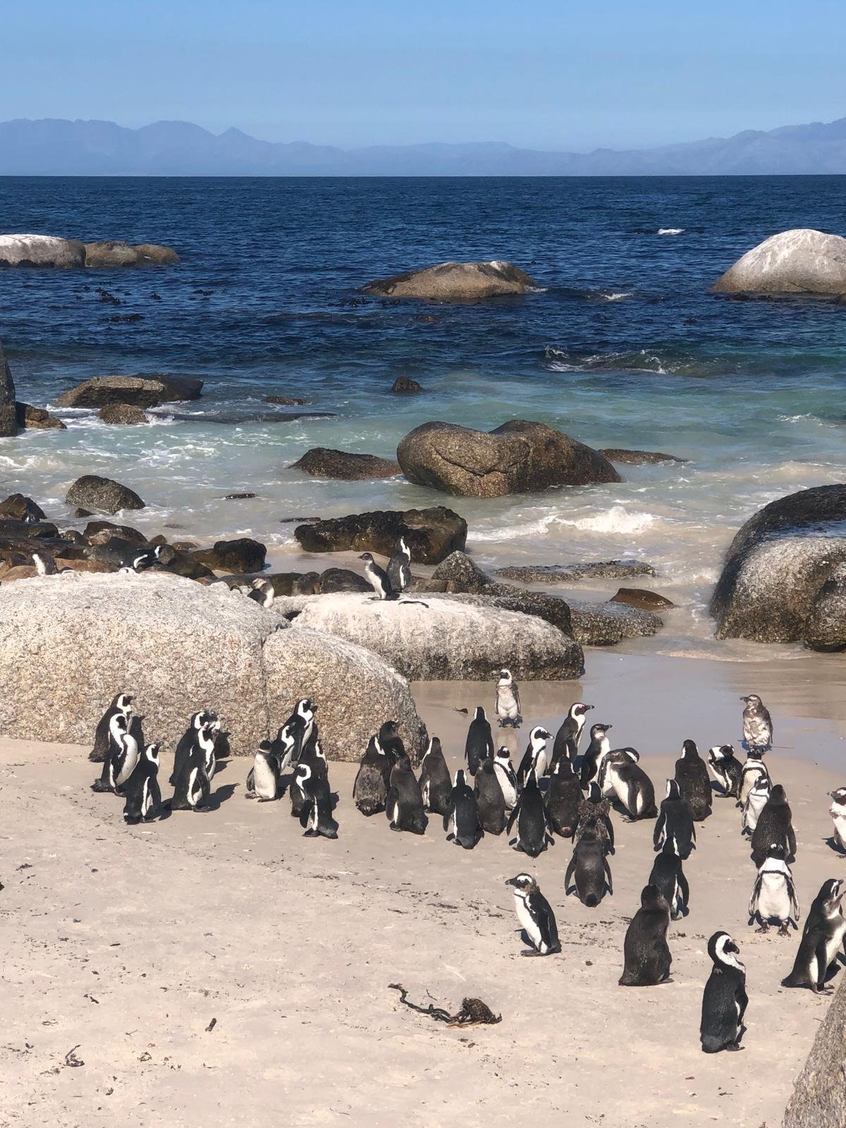 boulders beach.jpeg