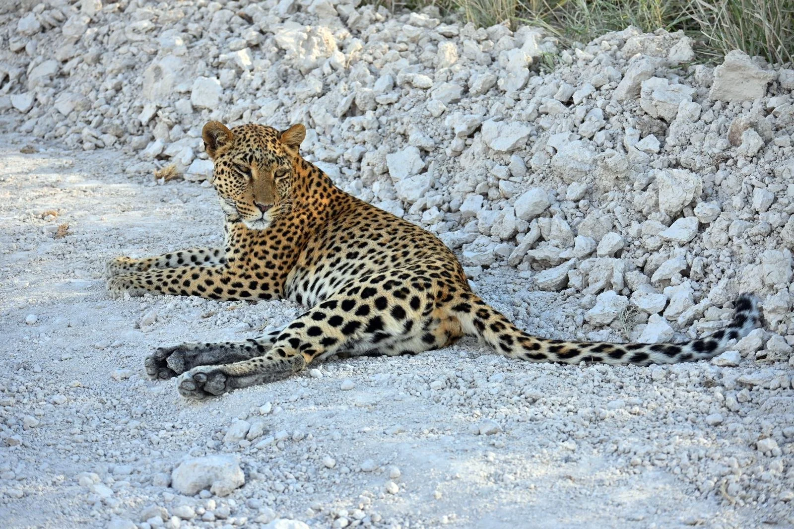 leopard etosha 2.jpeg