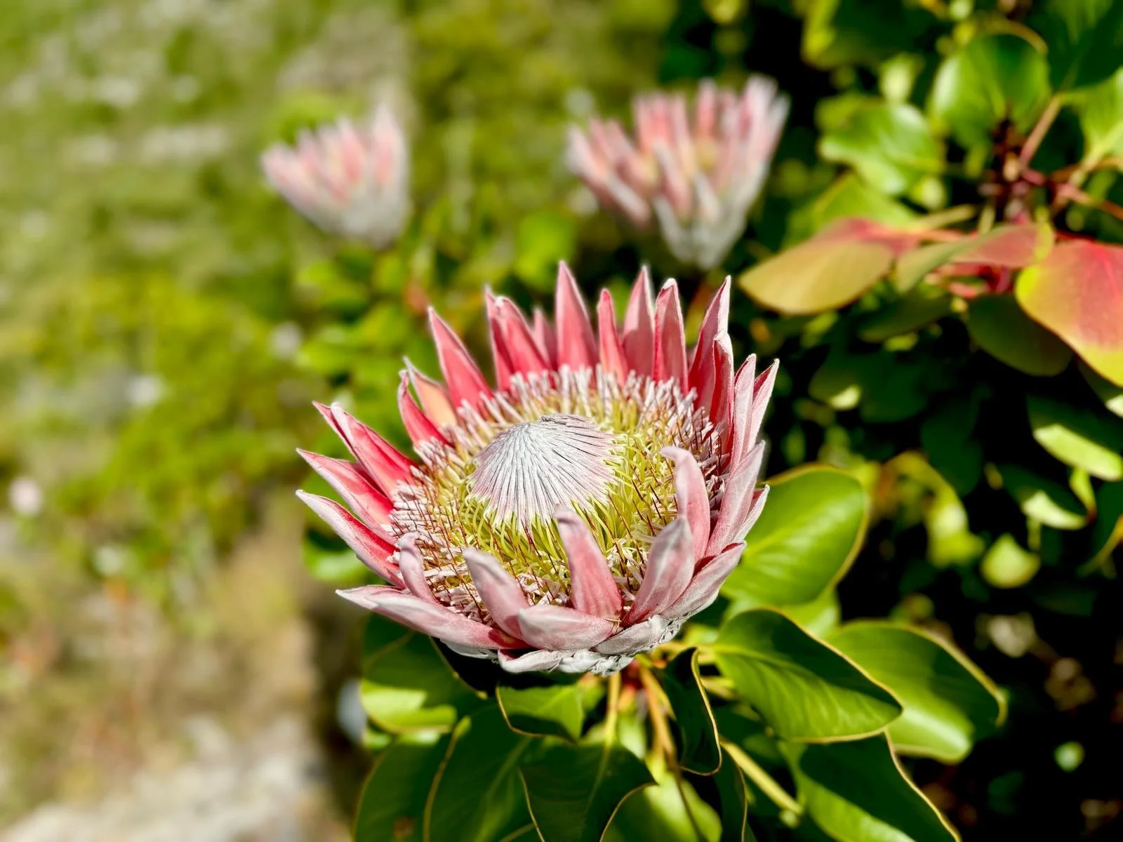 kirstenbosch king protea.jpeg