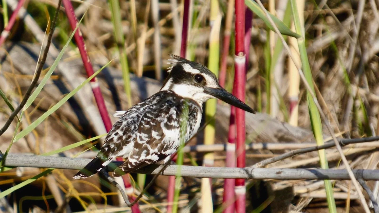 Pied kingfisher perched on a reed in the Okavango Delta