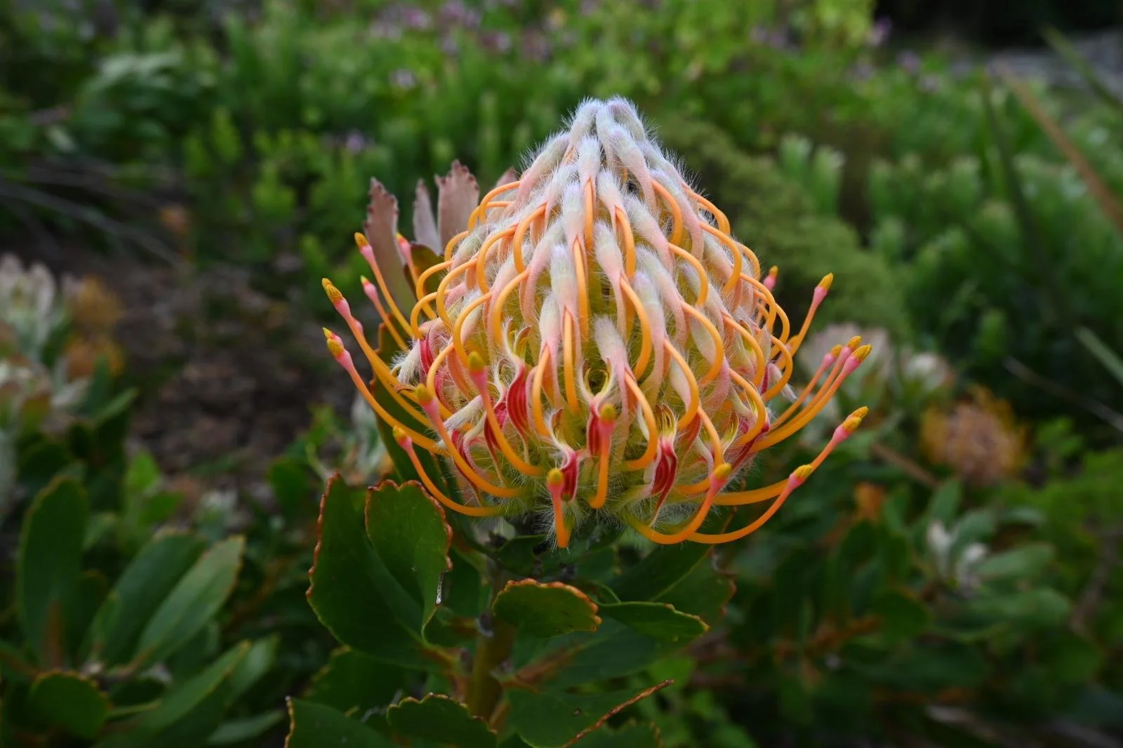kirstenbosch flower .jpeg
