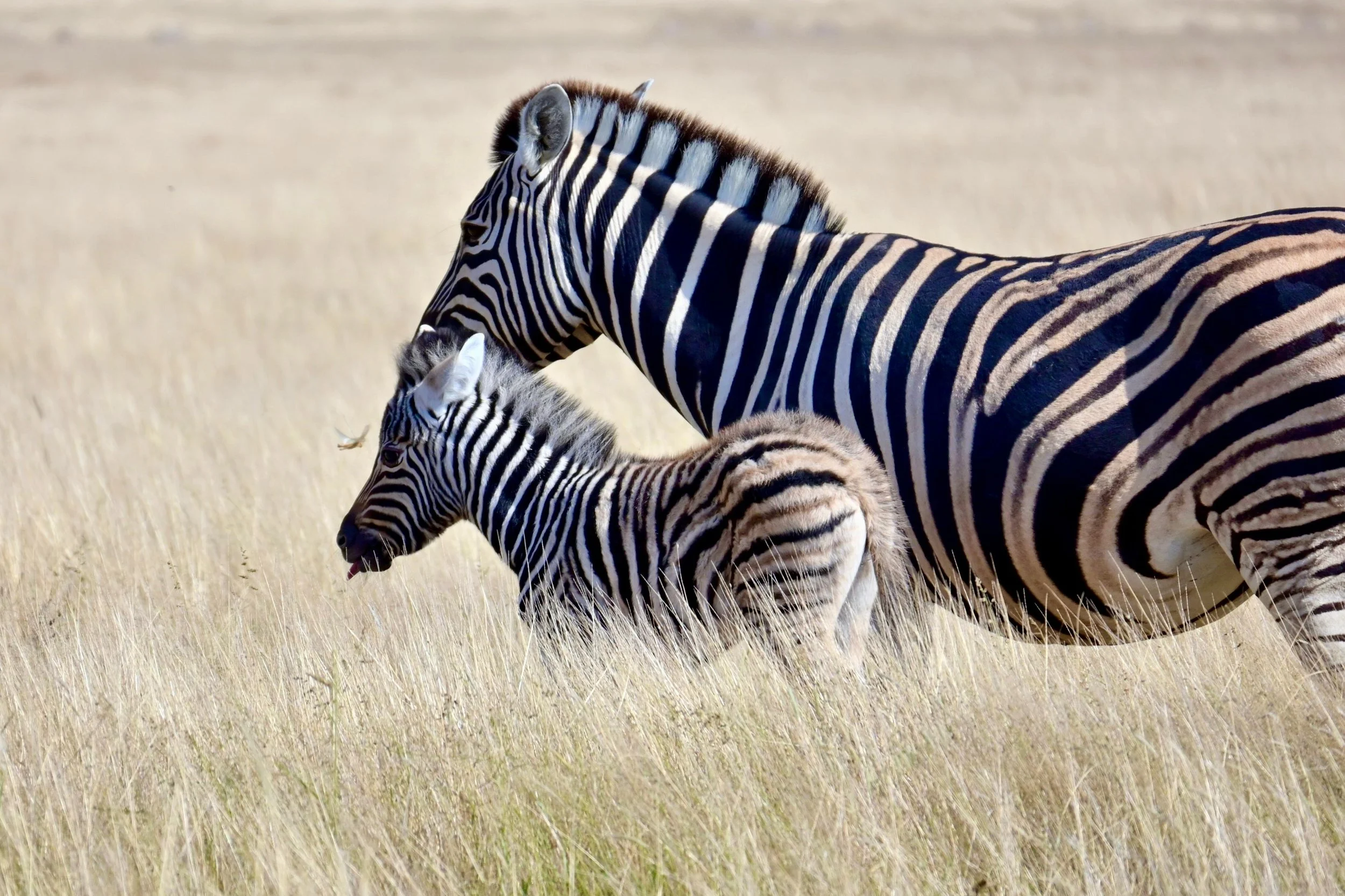 zebre etosha 2.jpeg