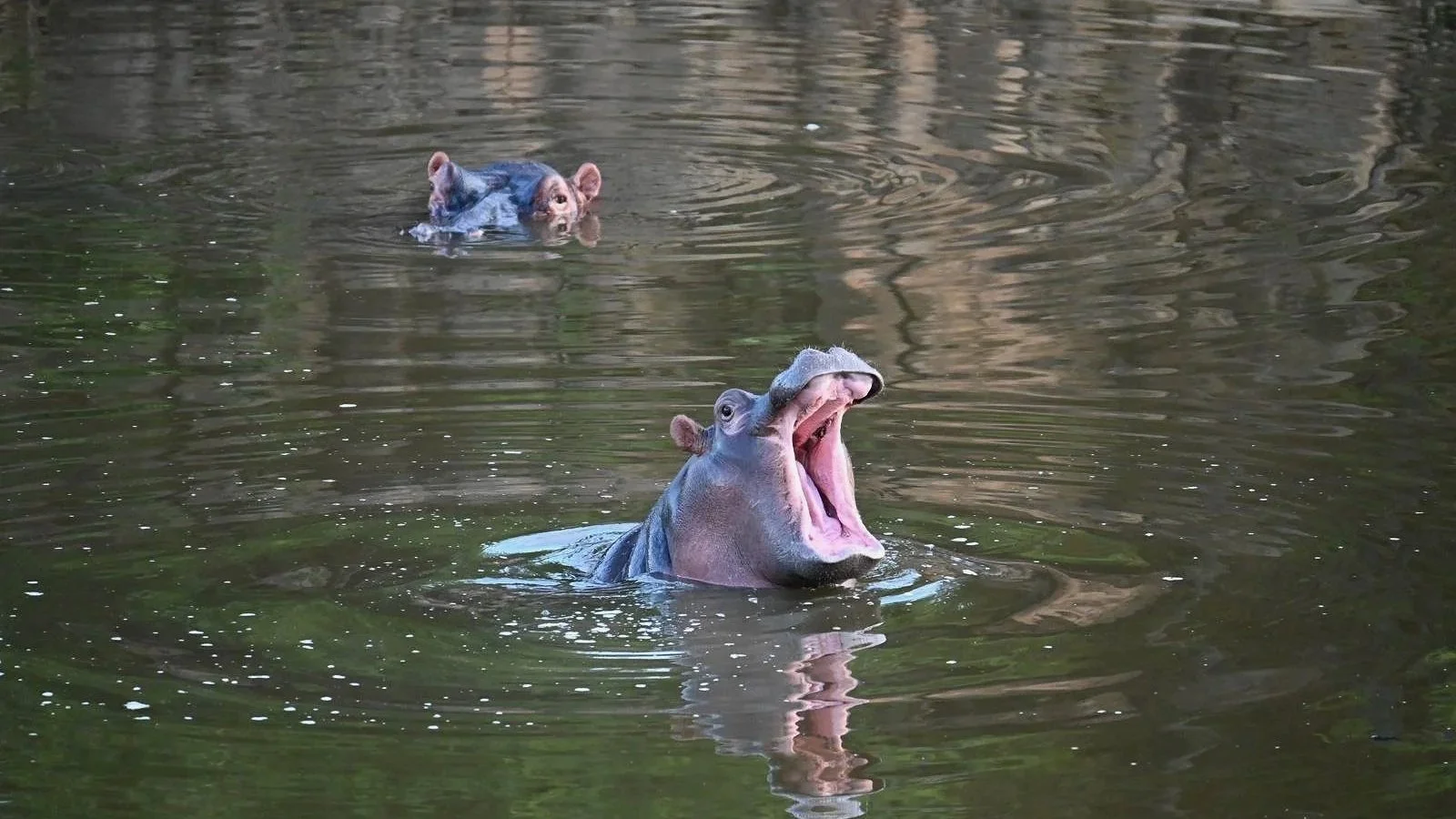 Hippos surfacing in a channel of the Okavango Delta