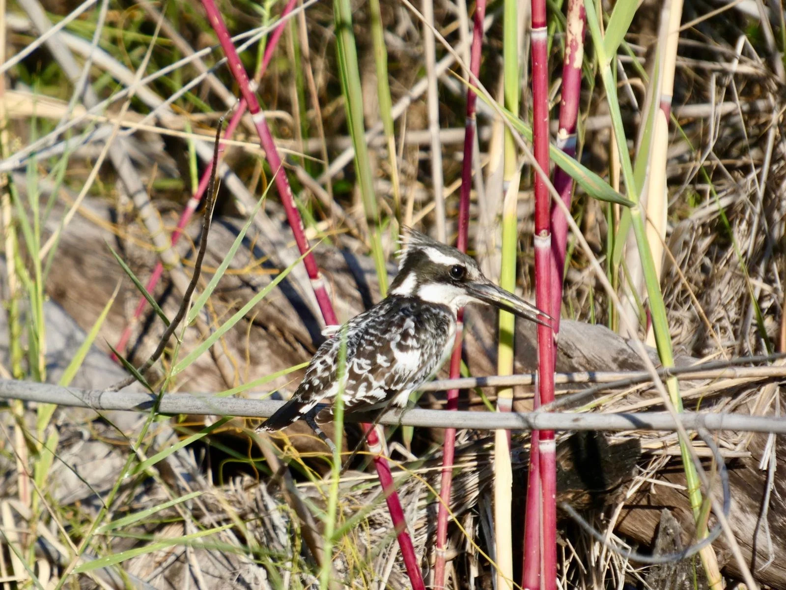 king fisher chobe 2.jpeg