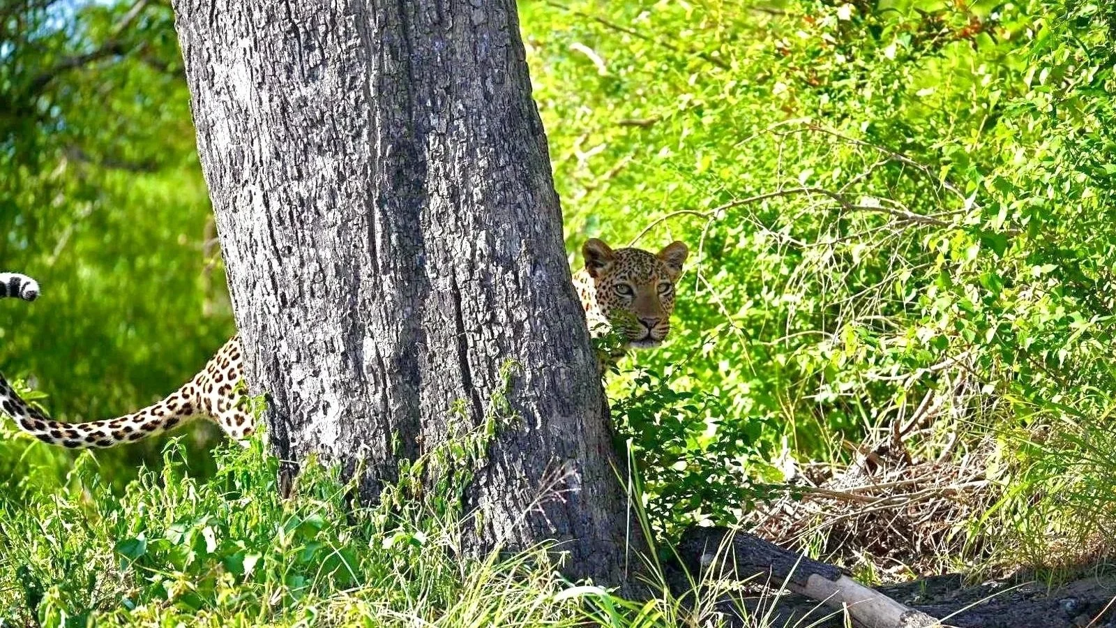 Leopard spotted in Kruger National Park