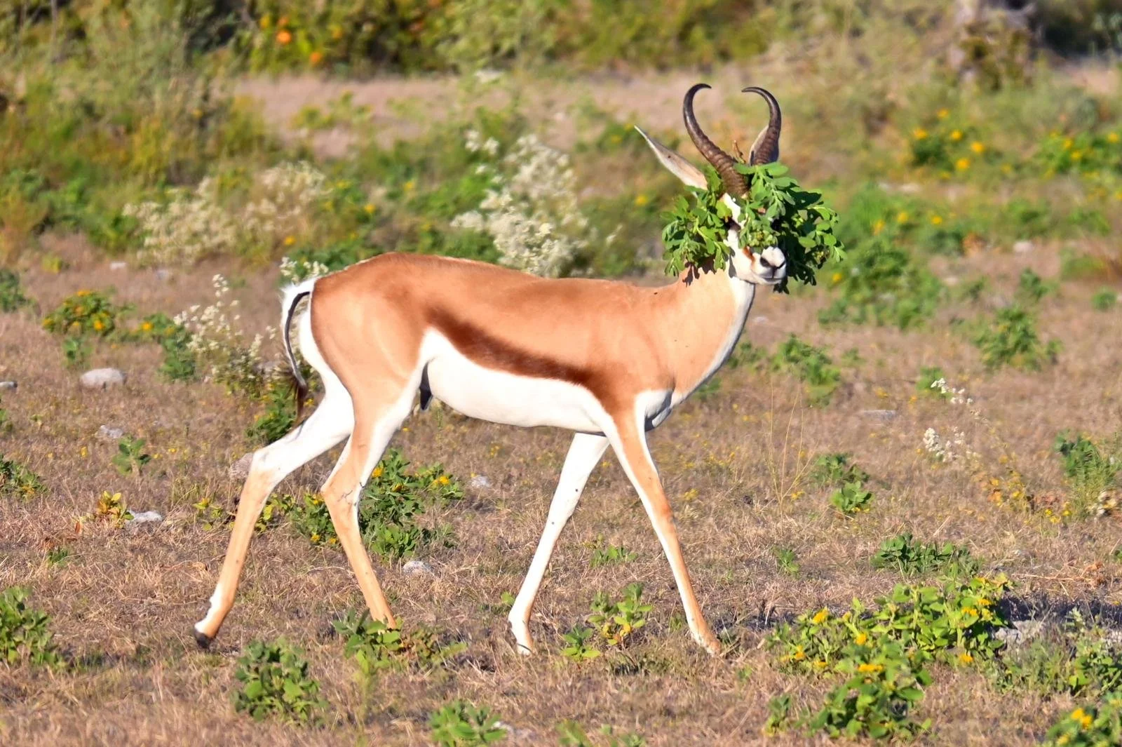 etosha bock.jpeg