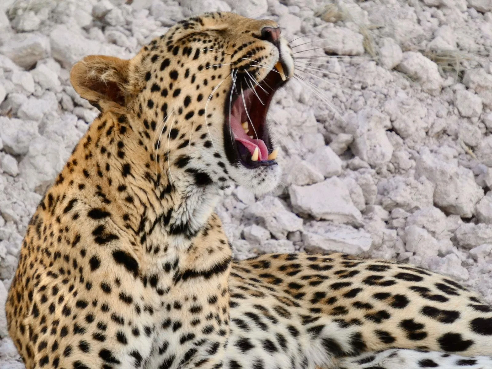 leopardess etosha.jpeg