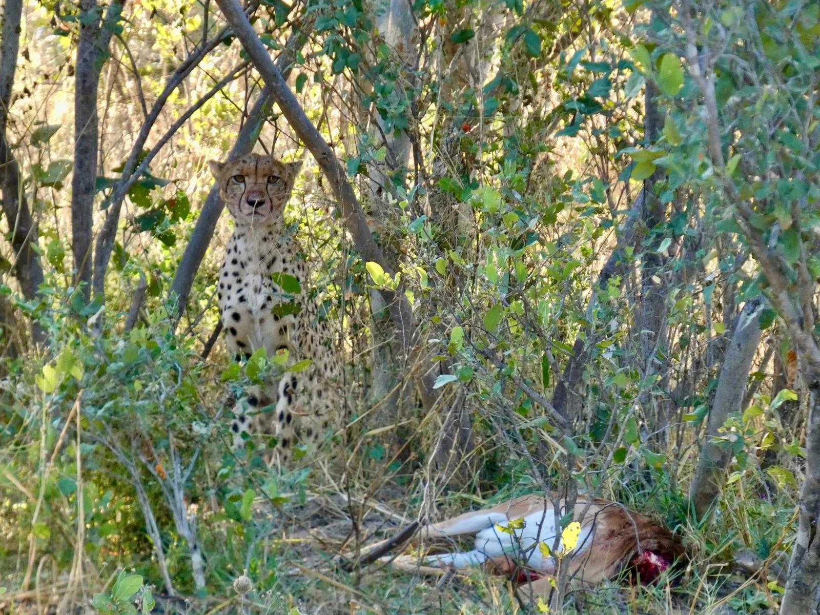 cheetah kill savute.jpeg