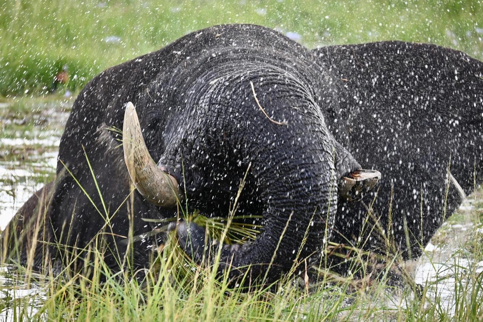 chobe river elephant 3.jpeg