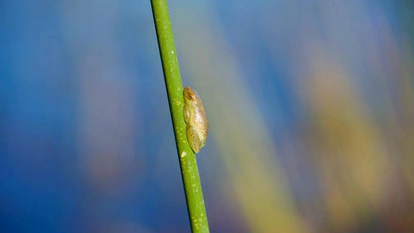 Long Reed Frog camouflaged on a reed in the Okavango Delta