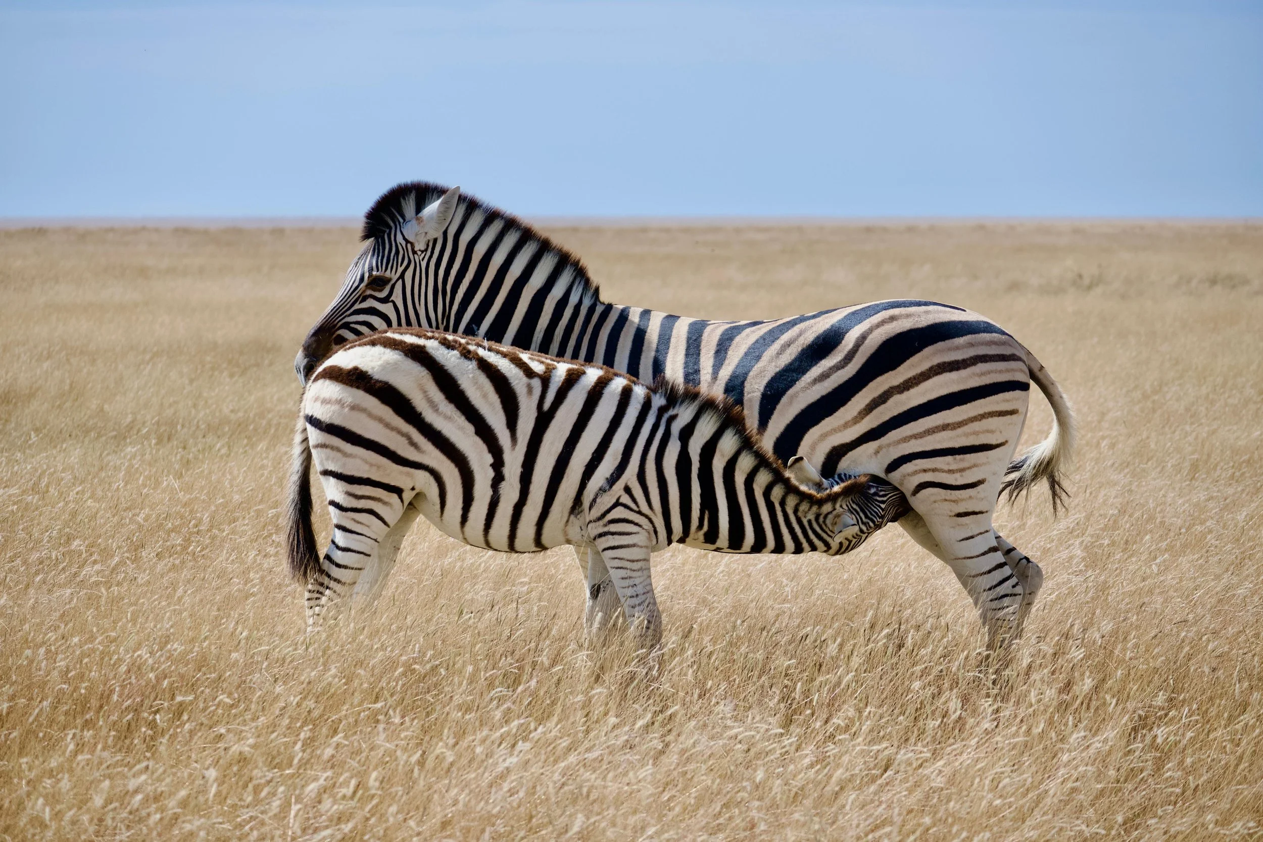 zebre etosha.jpeg