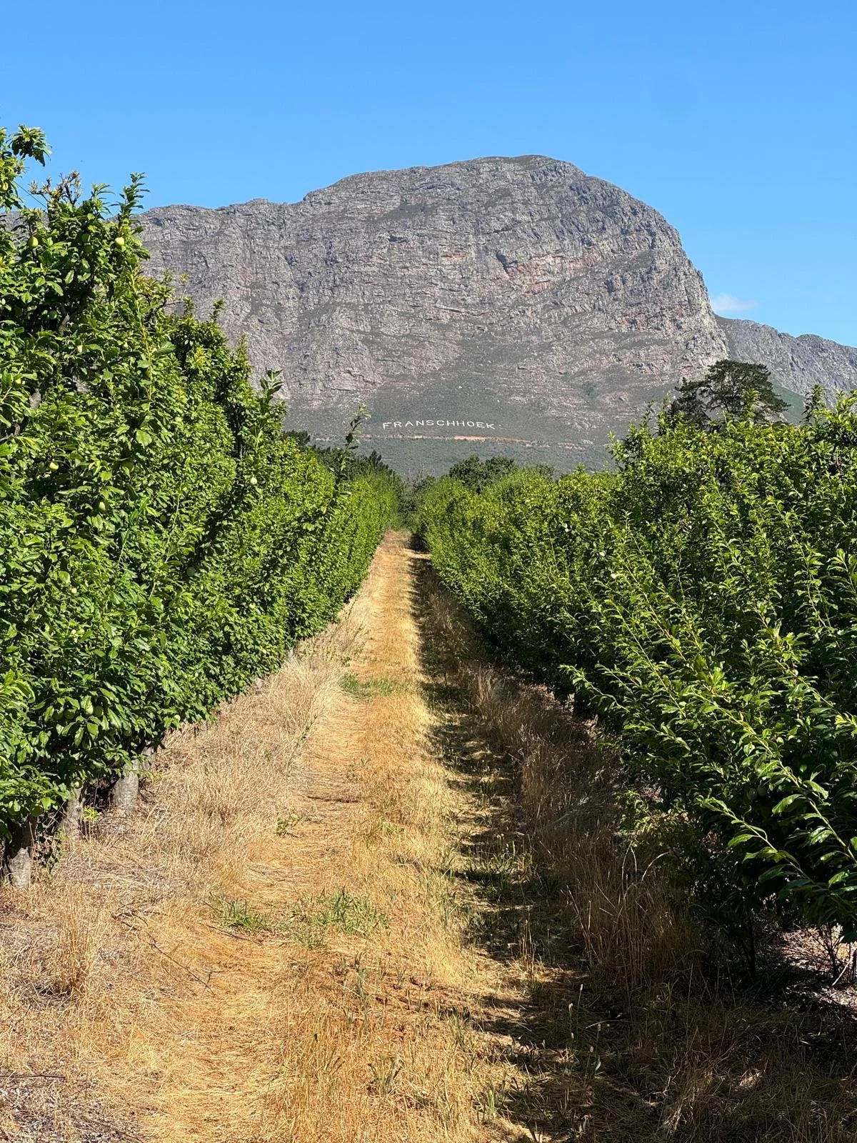 Franschhoek 1.jpeg