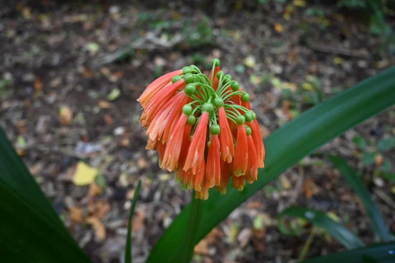 kirstenbosch flower 4.jpeg