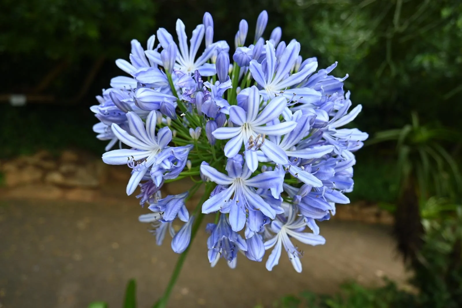 kirstenbosch flower 3.jpeg