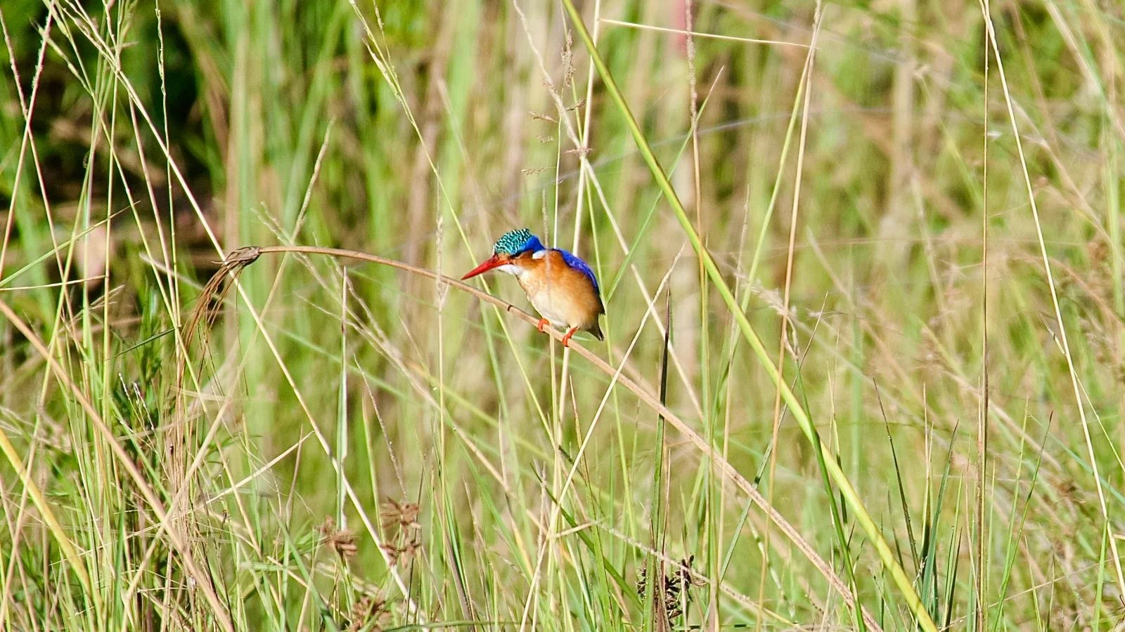 Curious Malachite Kingfisher resting on a cane