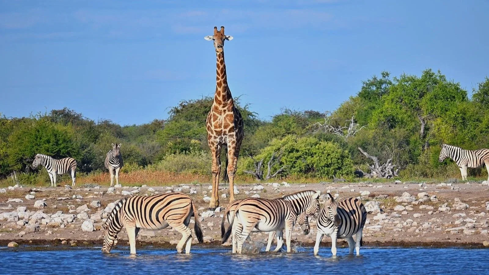Wildlife Encounter While Overlanding in Etosha