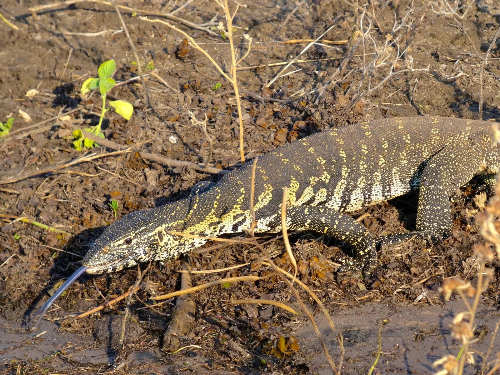 lizard monitor chobe.jpeg