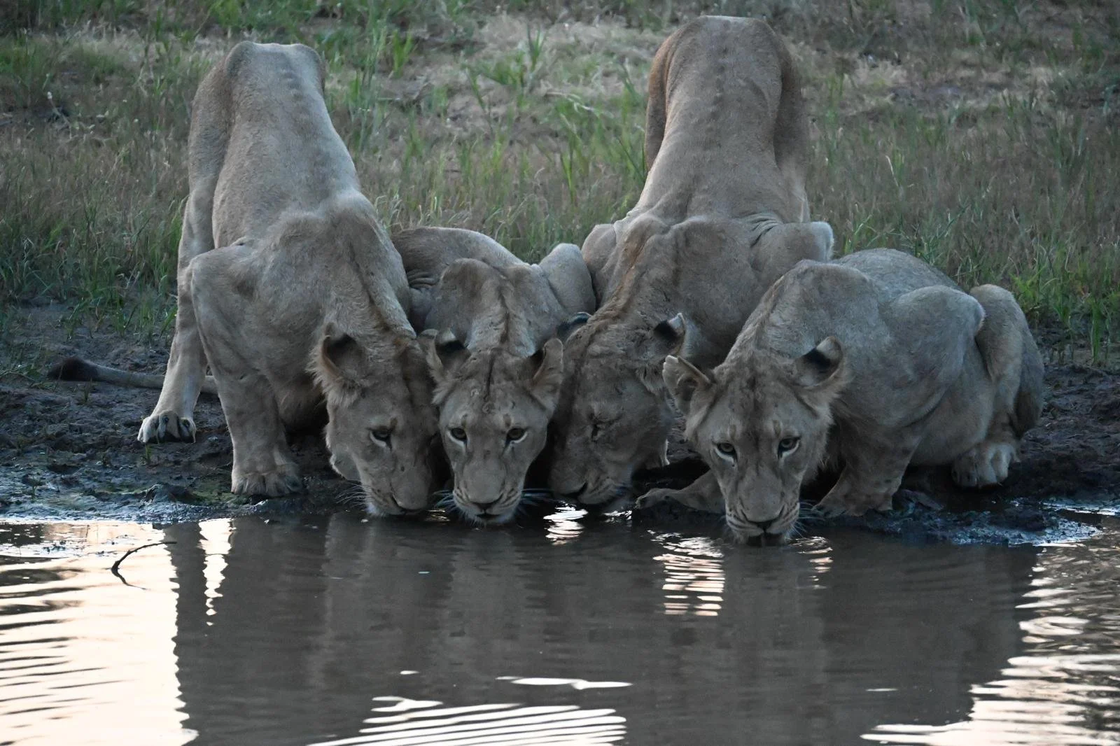 Kruger lionnesses.jpeg