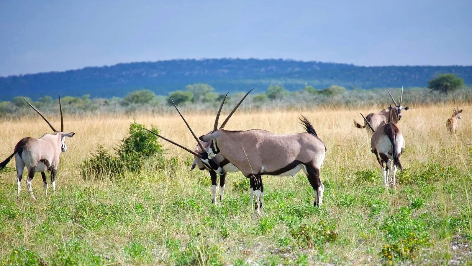 Oryx antelopes standing along a remote desert road in Namibia, a classic wildlife sighting during a 4×4 overlanding trip