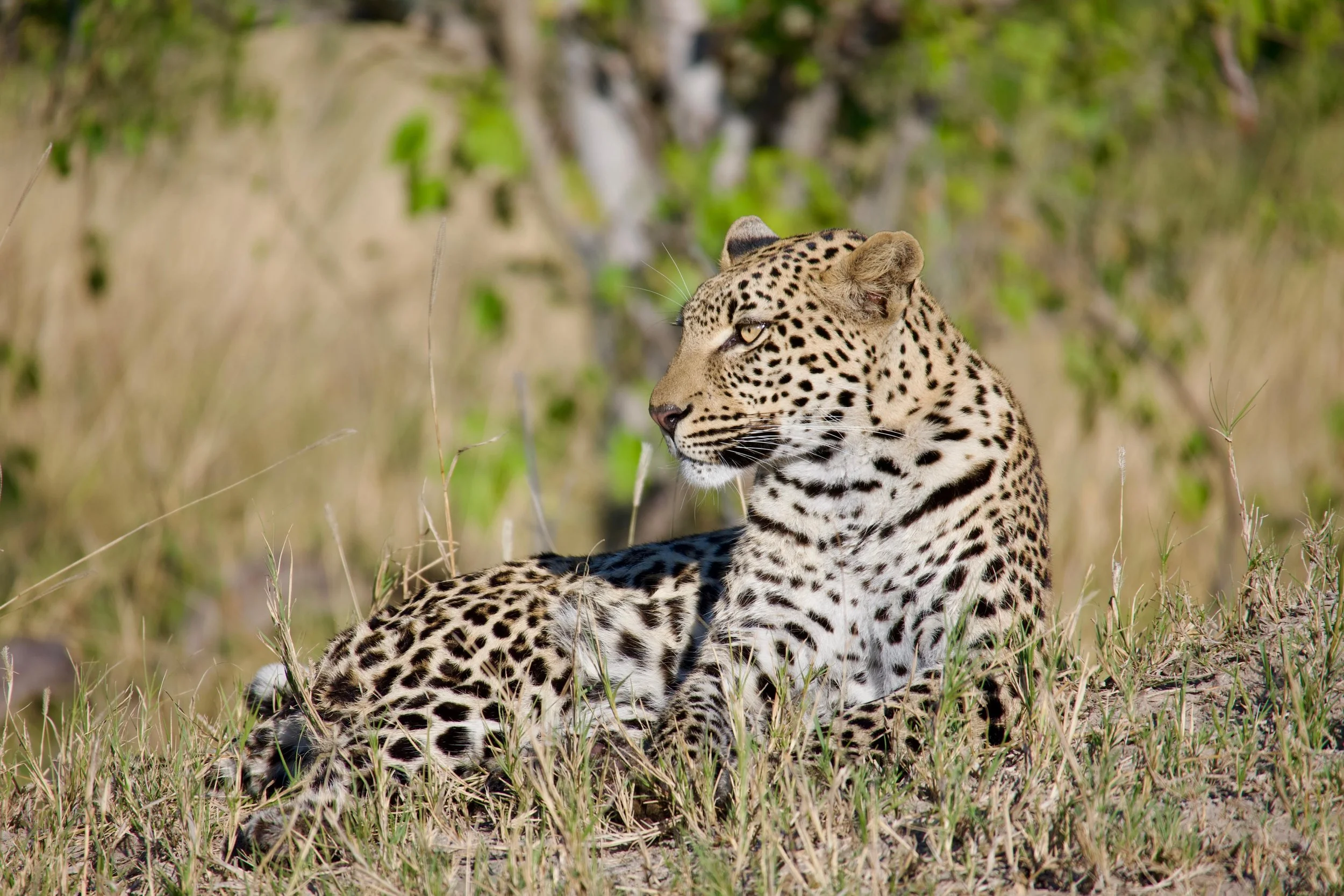 Leopard at sunrise in Moremi Game Reserve Botswana