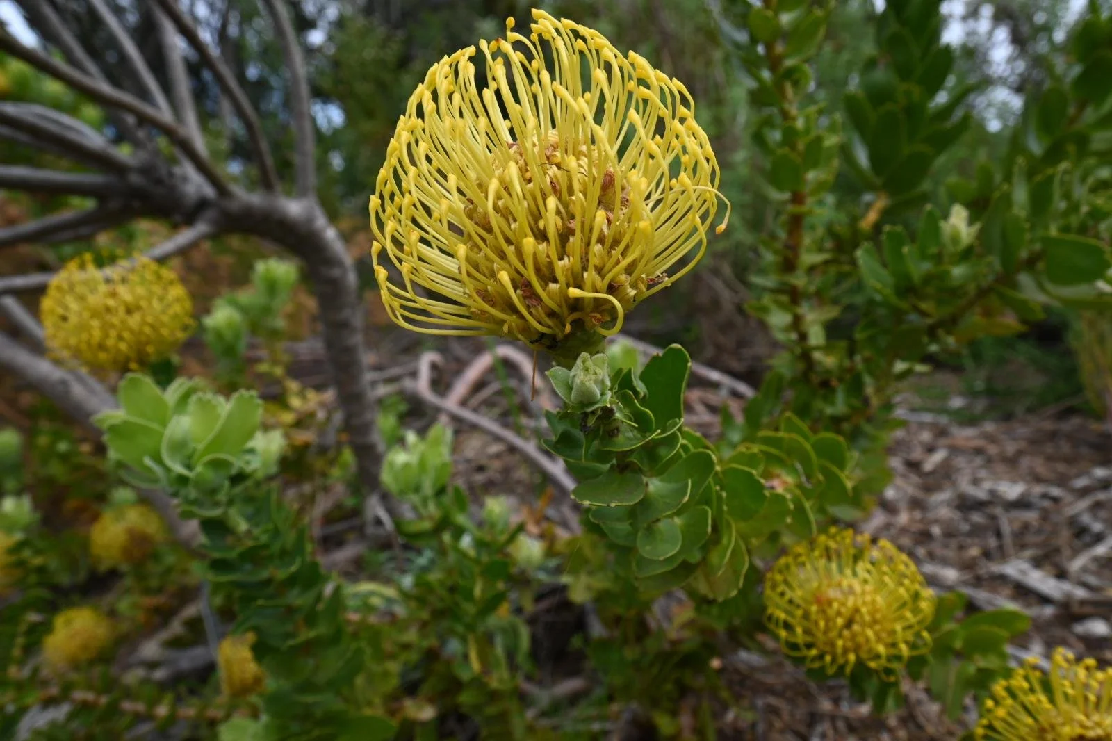 kirstenbosch flower 1.jpeg