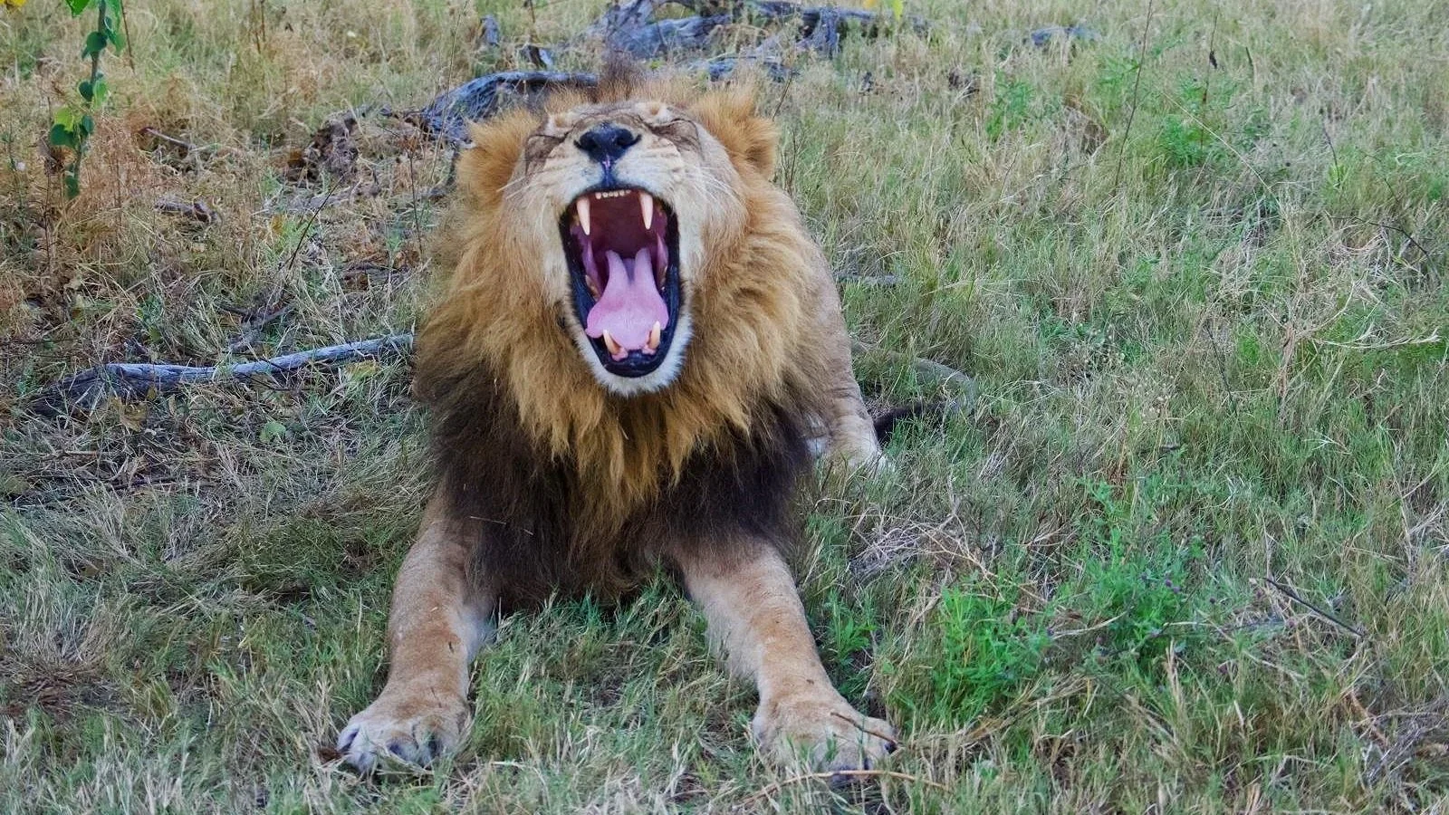 Male Lion Awakening After a Meal