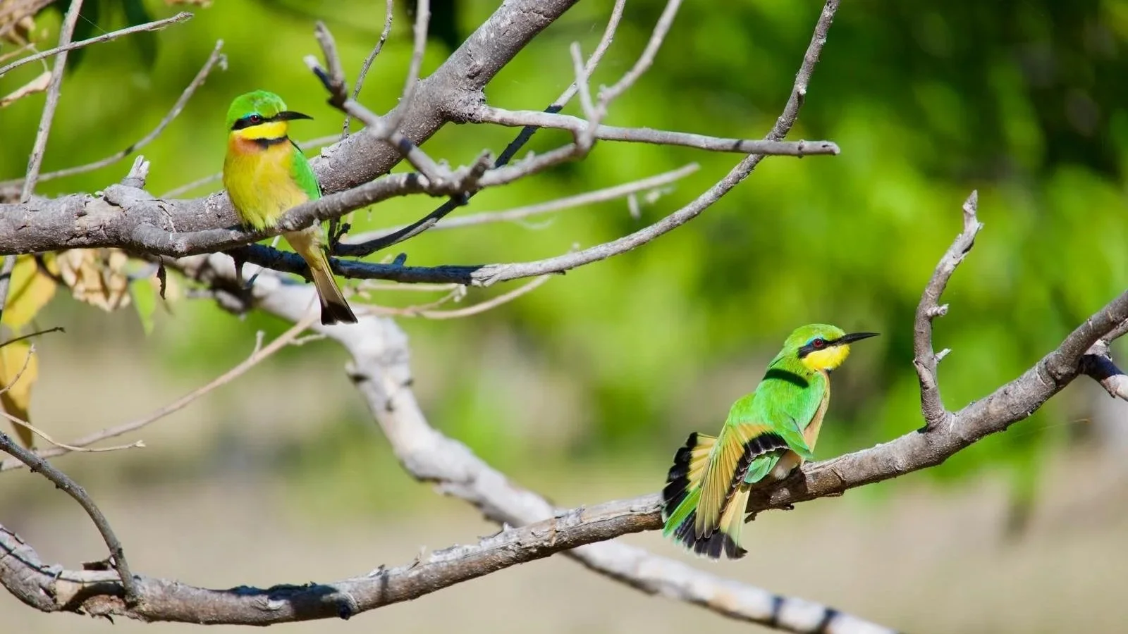 Colorful bee-eater perched on a branch in the Okavango Delta.