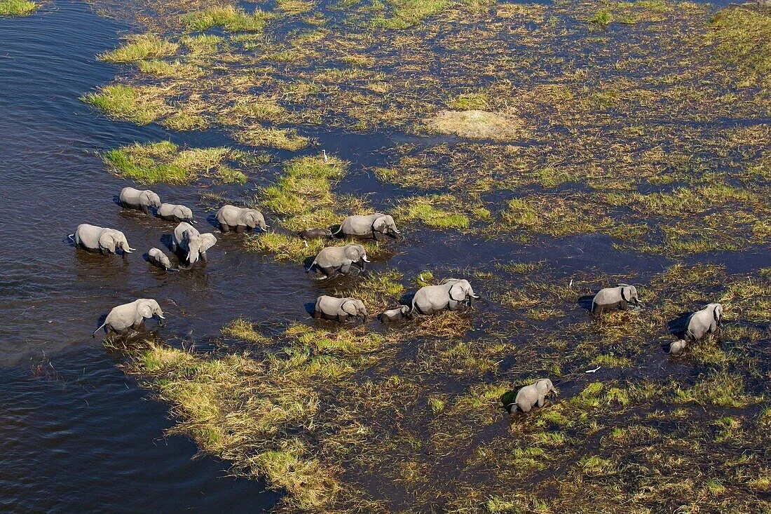 Elephant Okavango Delta Botswana