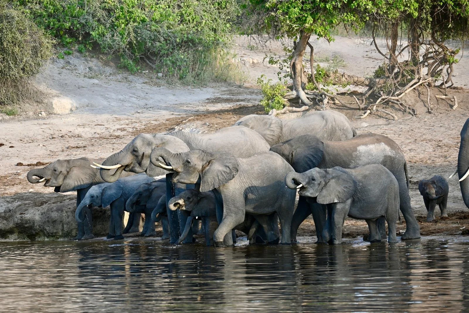 Elephants at the river edge at sunset, Chobe National Park, Botswana