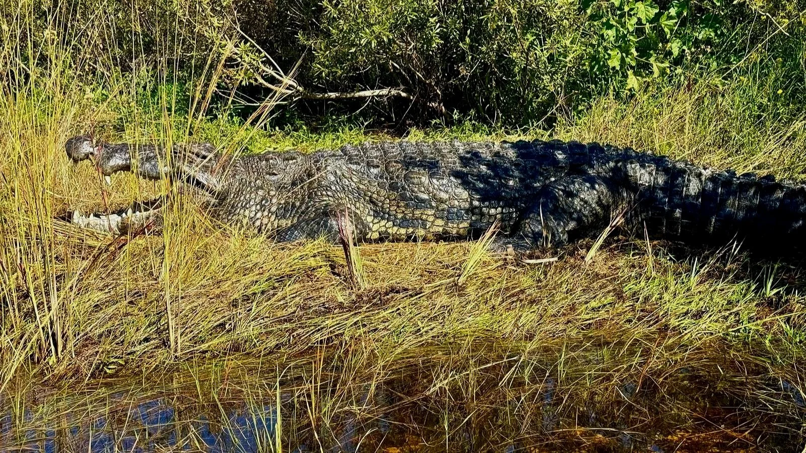 Nile crocodile resting on the riverbank of the Okavango DeltaMassive Nile crocodile resting on the riverbank of the Okavango Delta