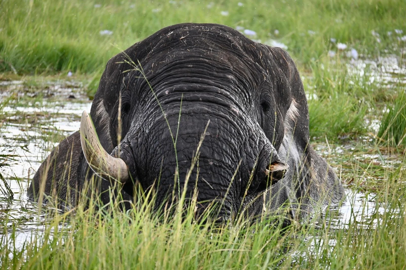 Elephant in tall river grass on a Zambezi River safari