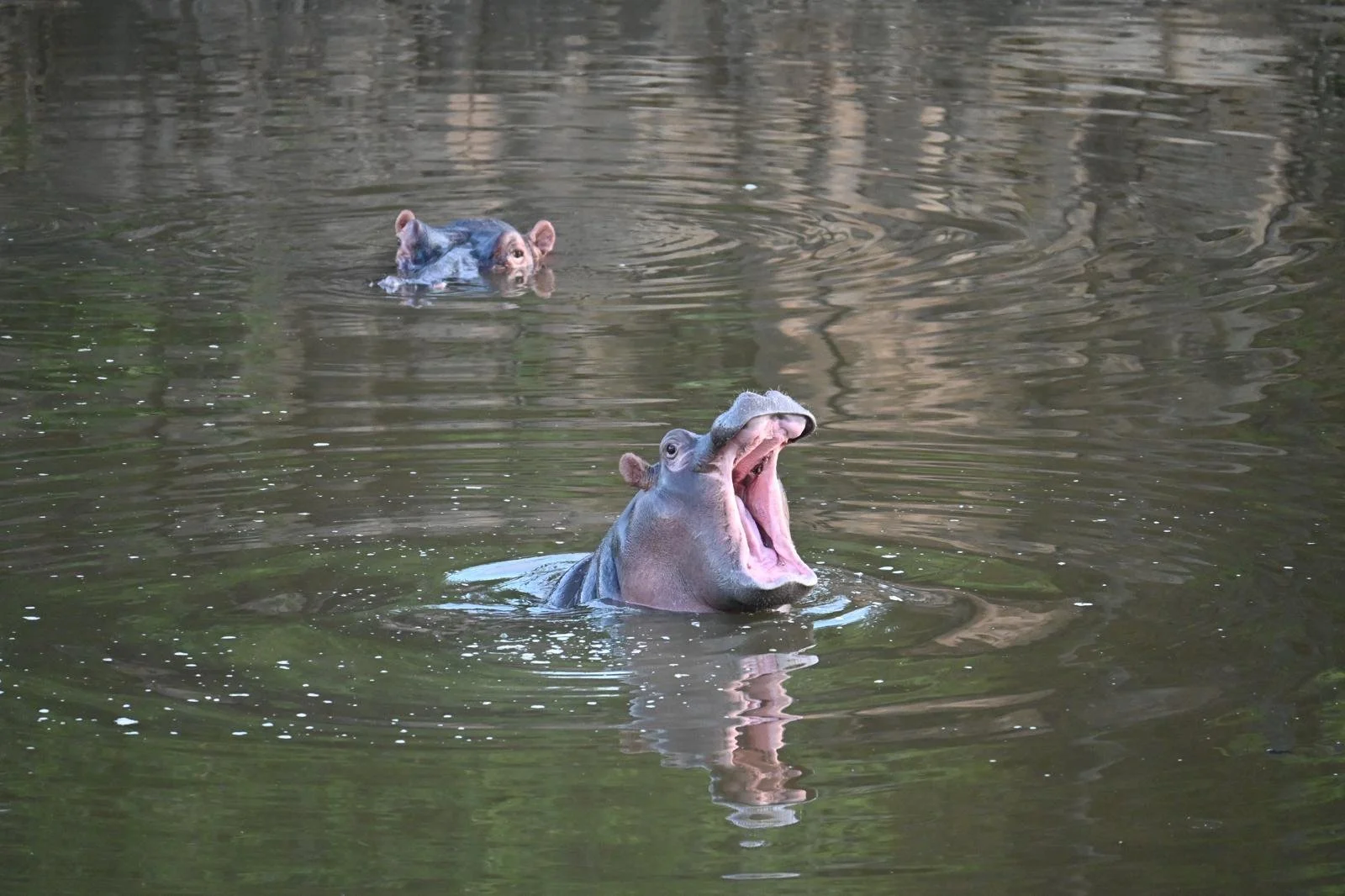 kruger baby hippo 2.jpeg
