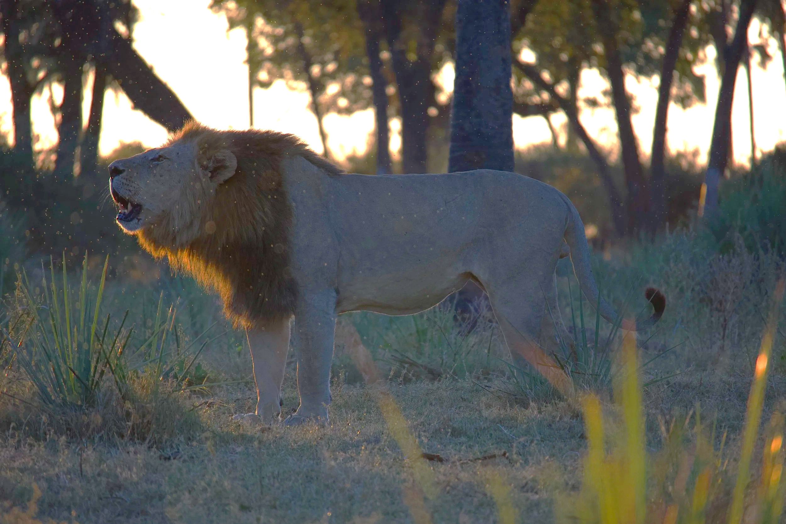 Male lion roaring at sunset on a Delta island in the Okavango Delta