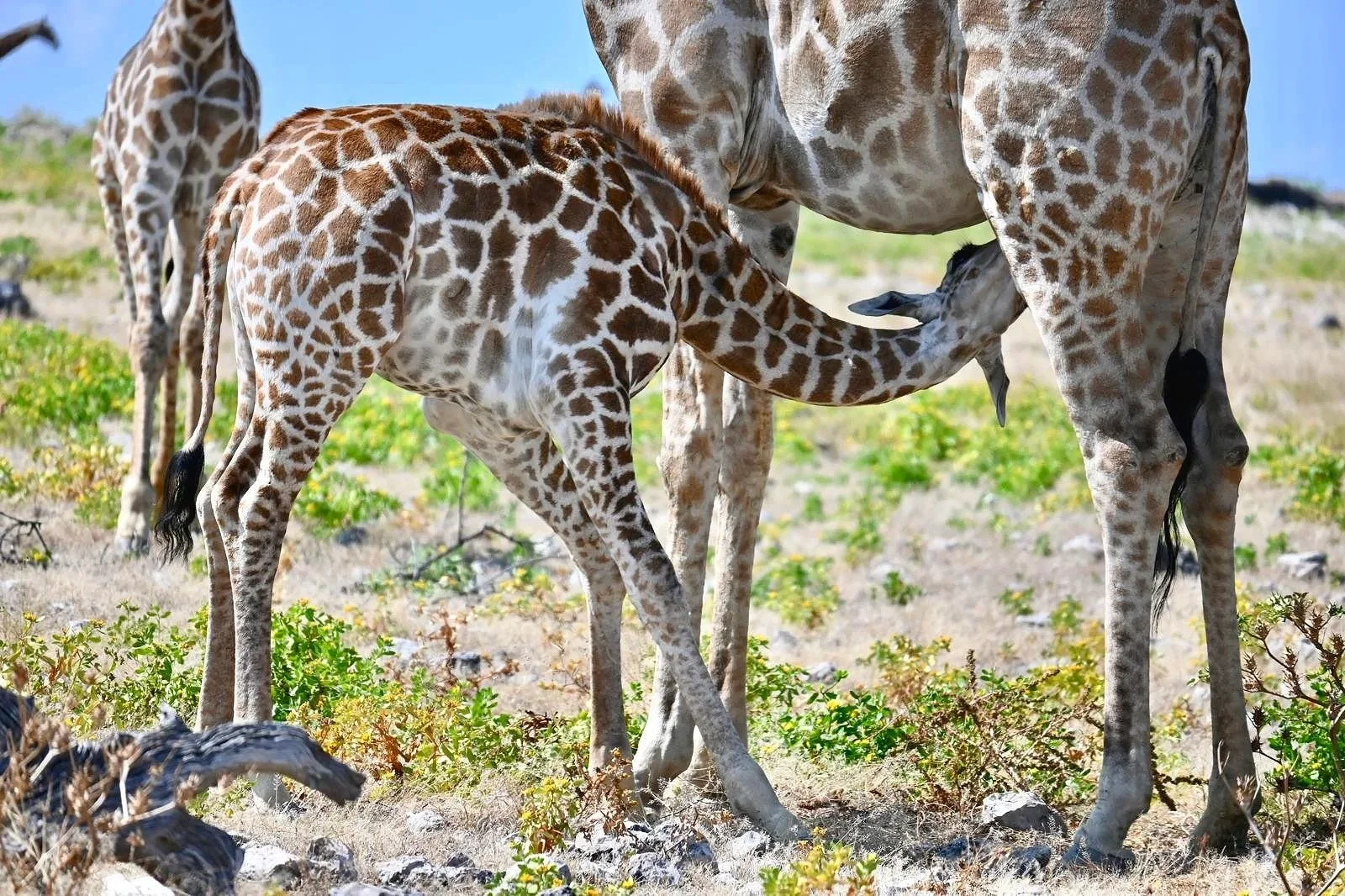Tender moment of a baby giraffe drinking from her mother in Kruger National Park