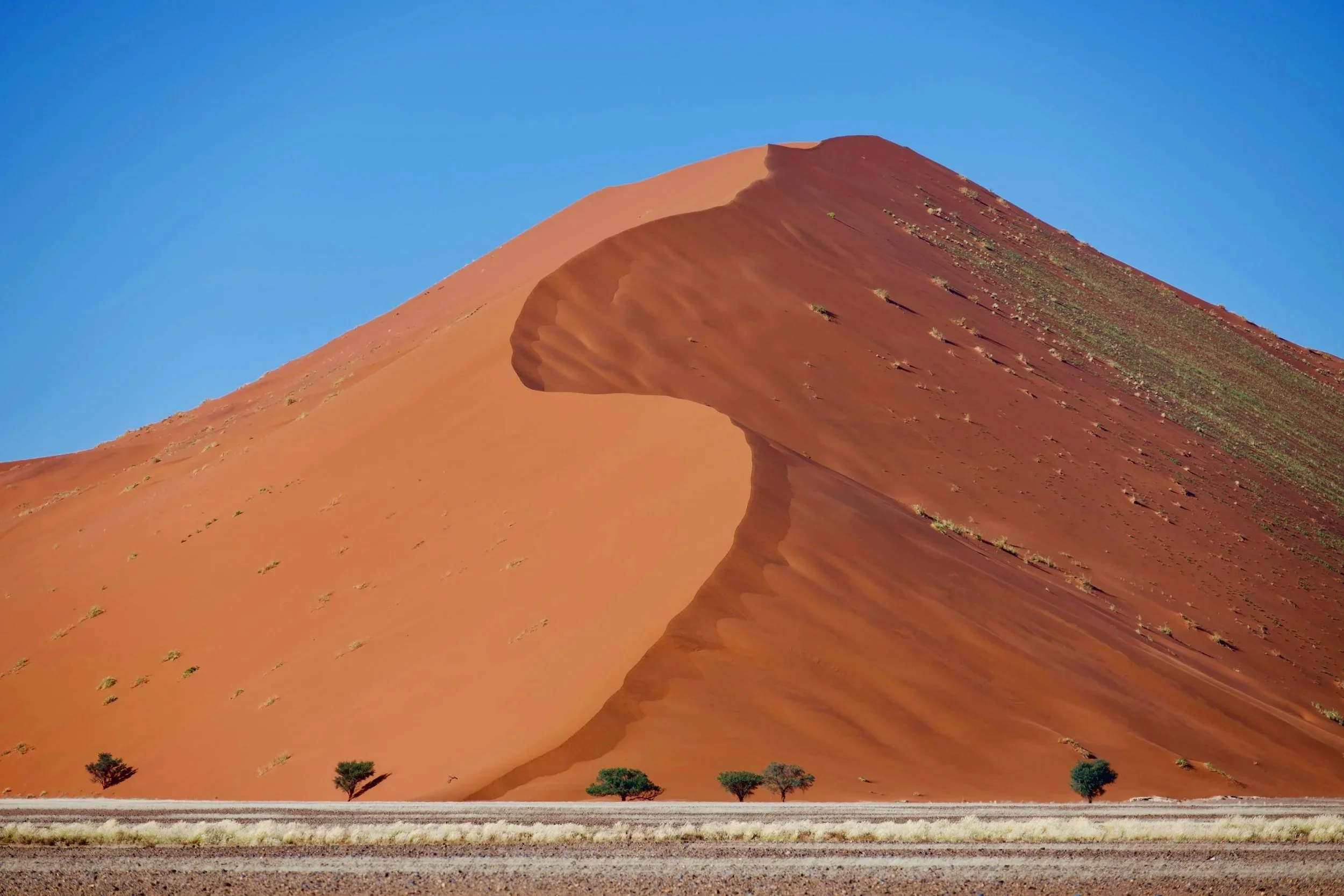 Dune 45 in the Namib Desert during daylight, Namibia