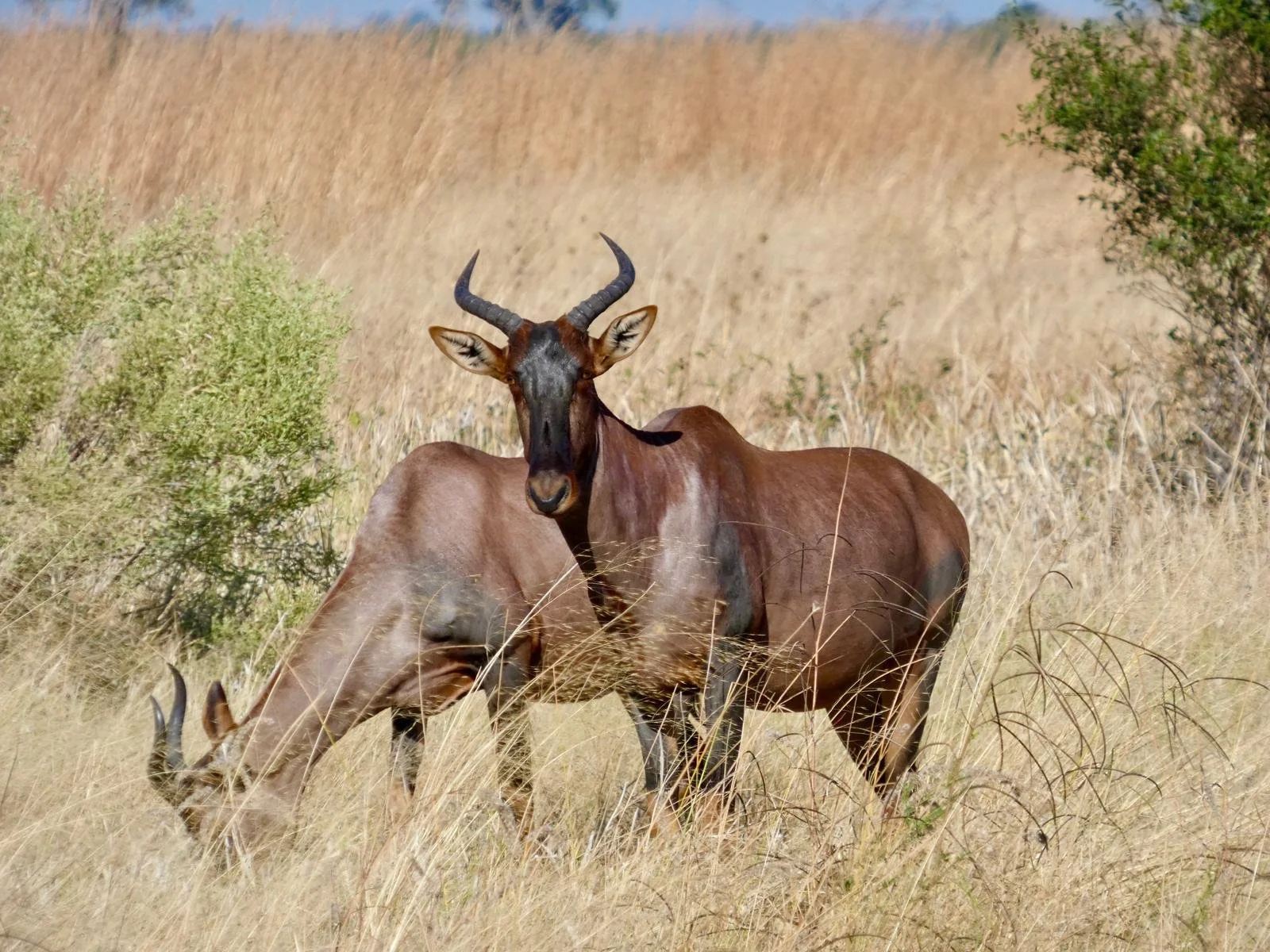 redbeast savute.jpeg