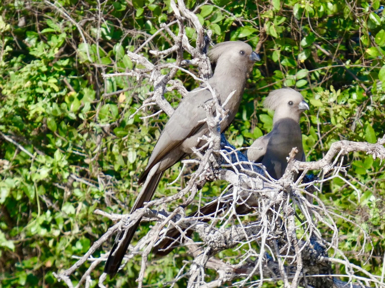 grey perot okavango rover.jpeg