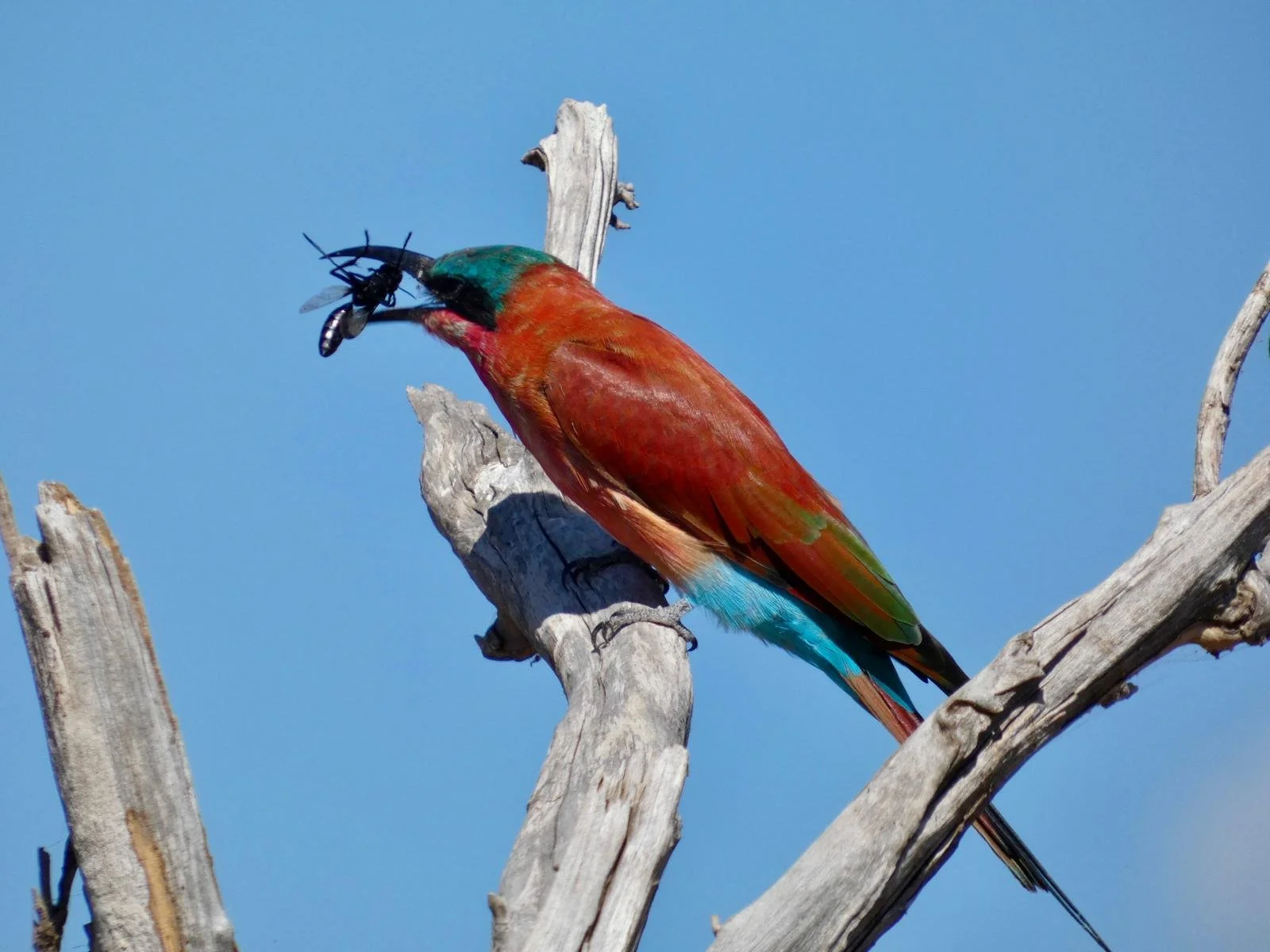 bea eater insect chobe 2.jpeg