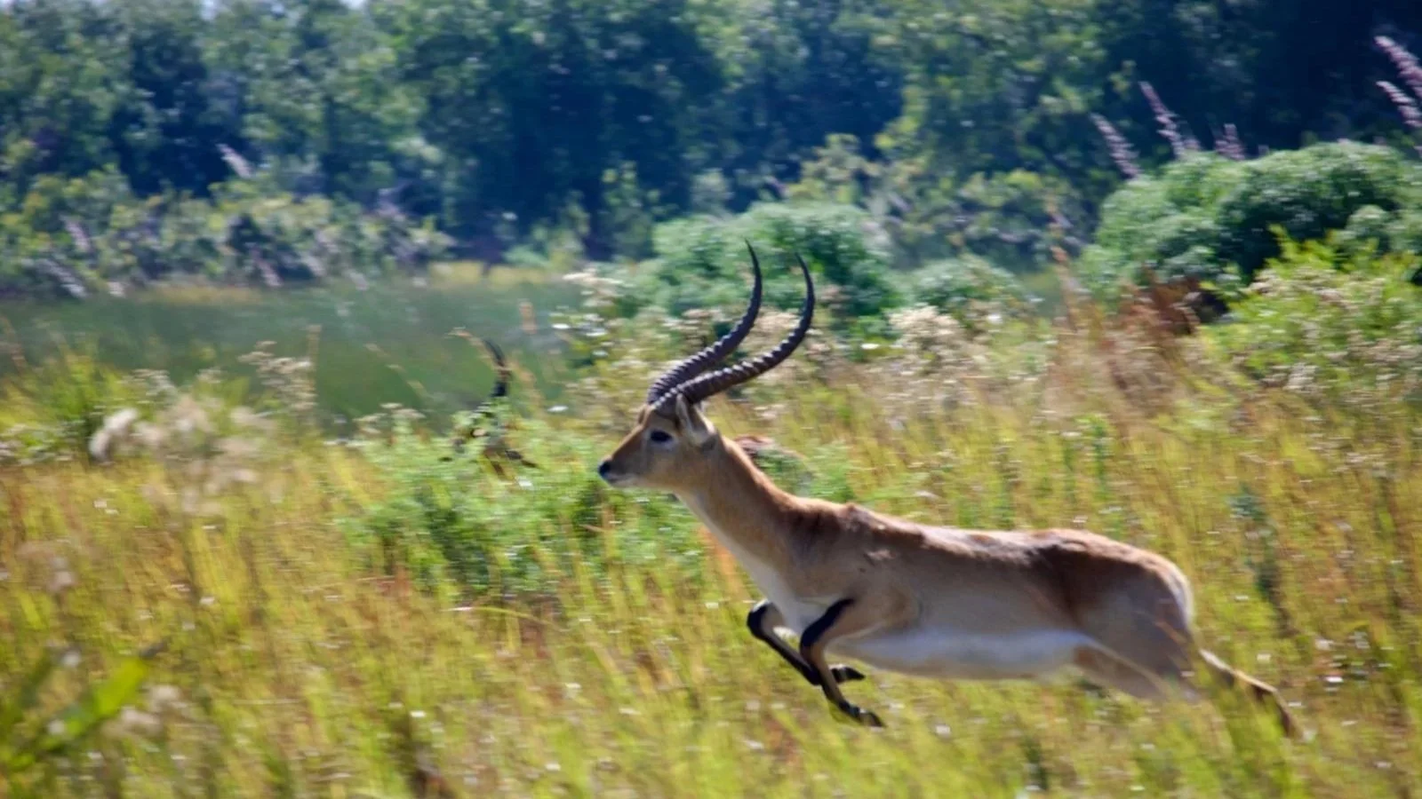Lechwe antelope running across a grassy island in the Okavango Delta, captured mid-jump.