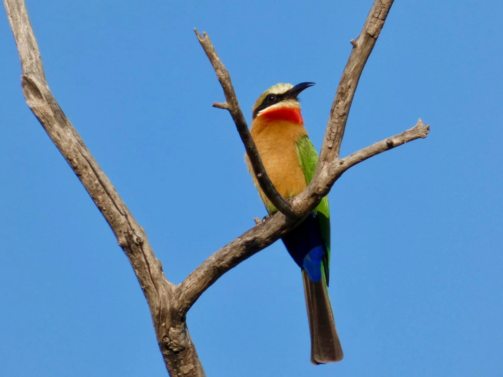 chobe bird 2.jpeg