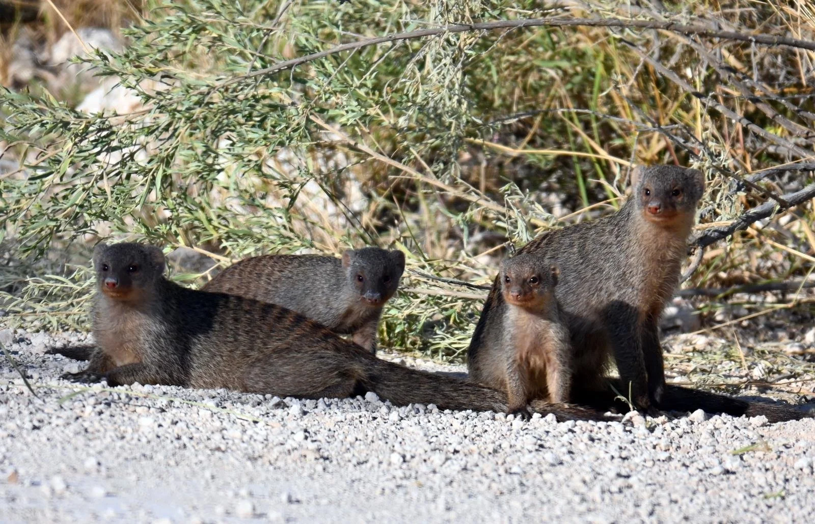 mangoose etosha.jpeg