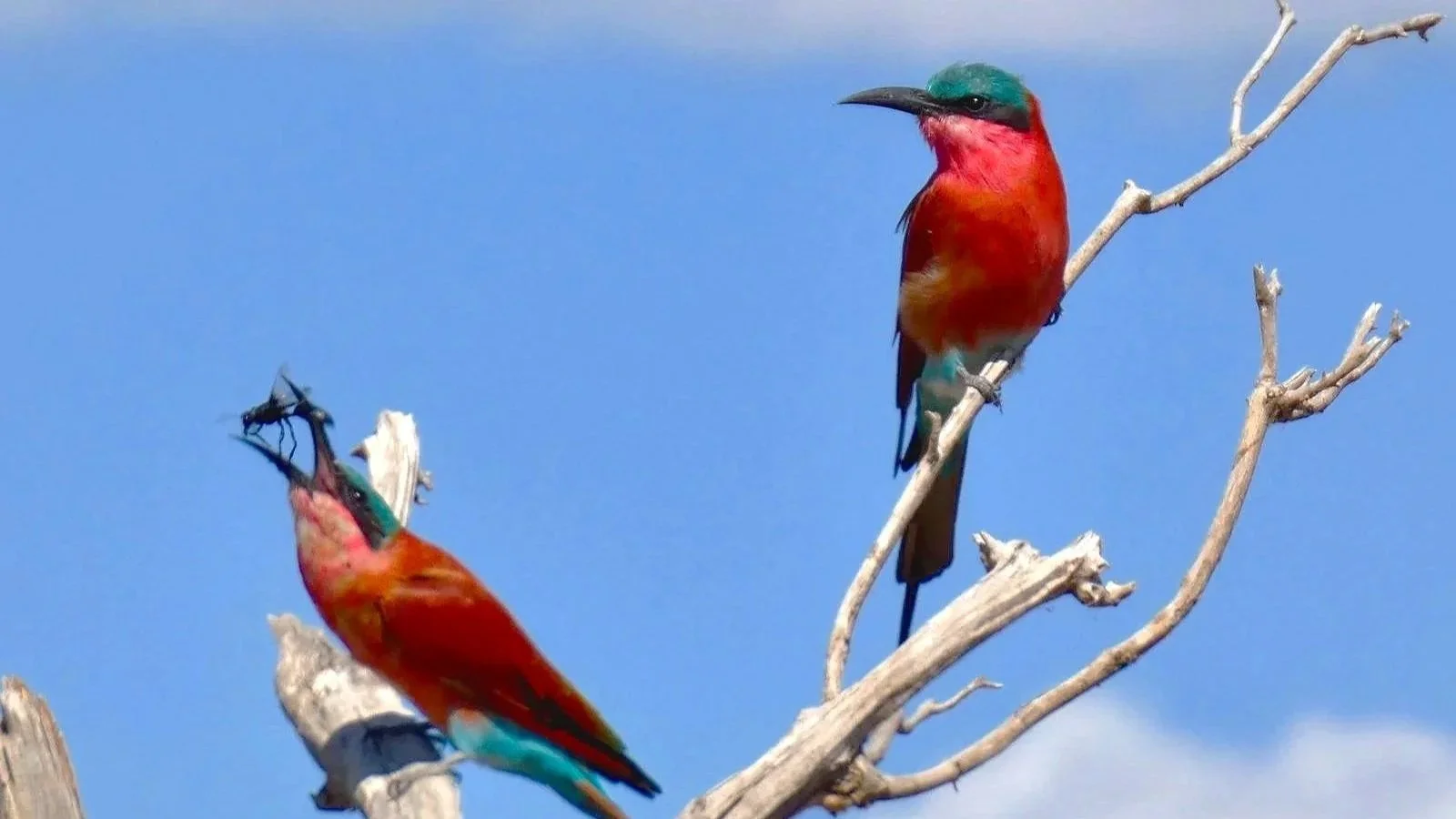 Southern Carmine Bee-eaters with Insect Prey